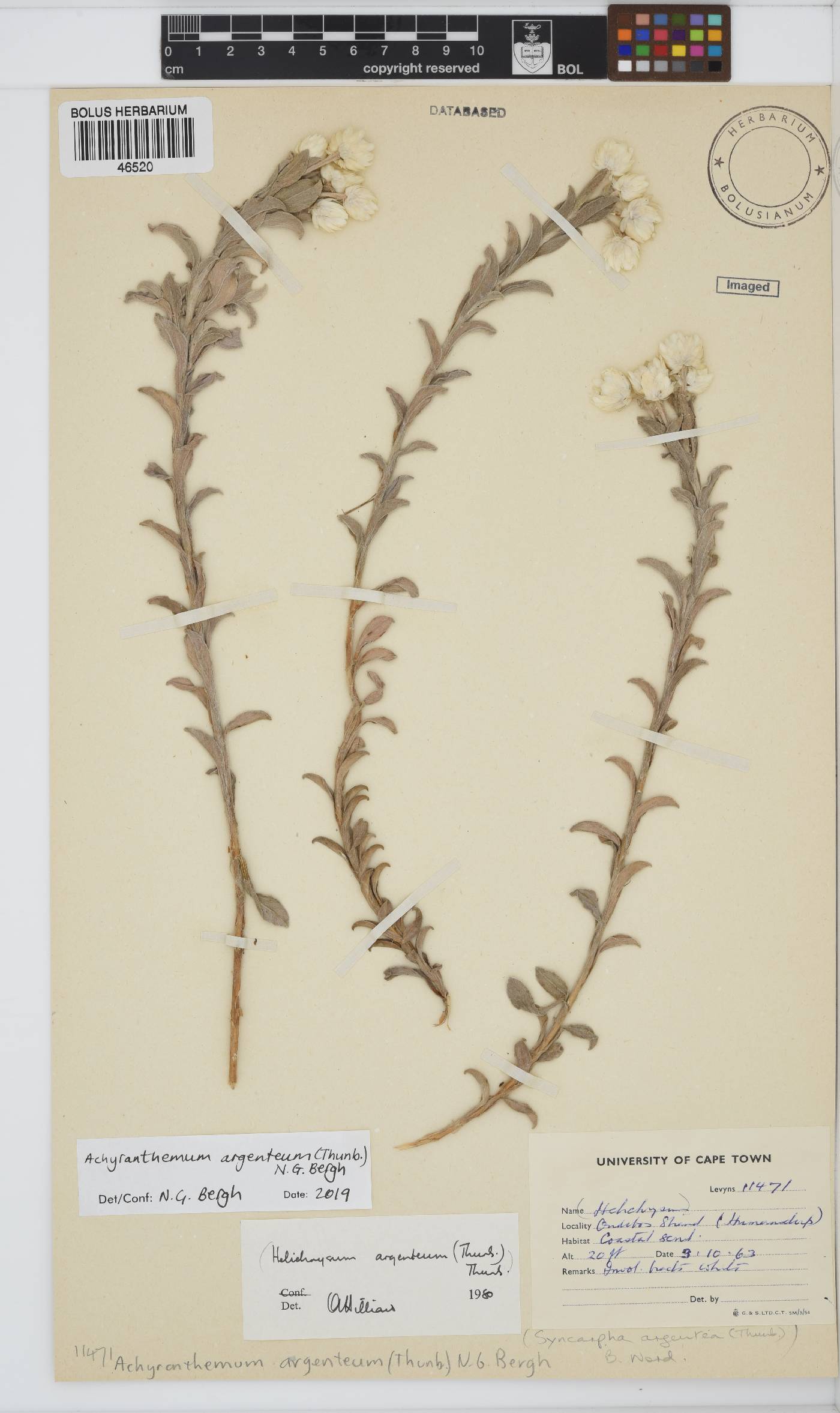 Achyranthemum argenteum image