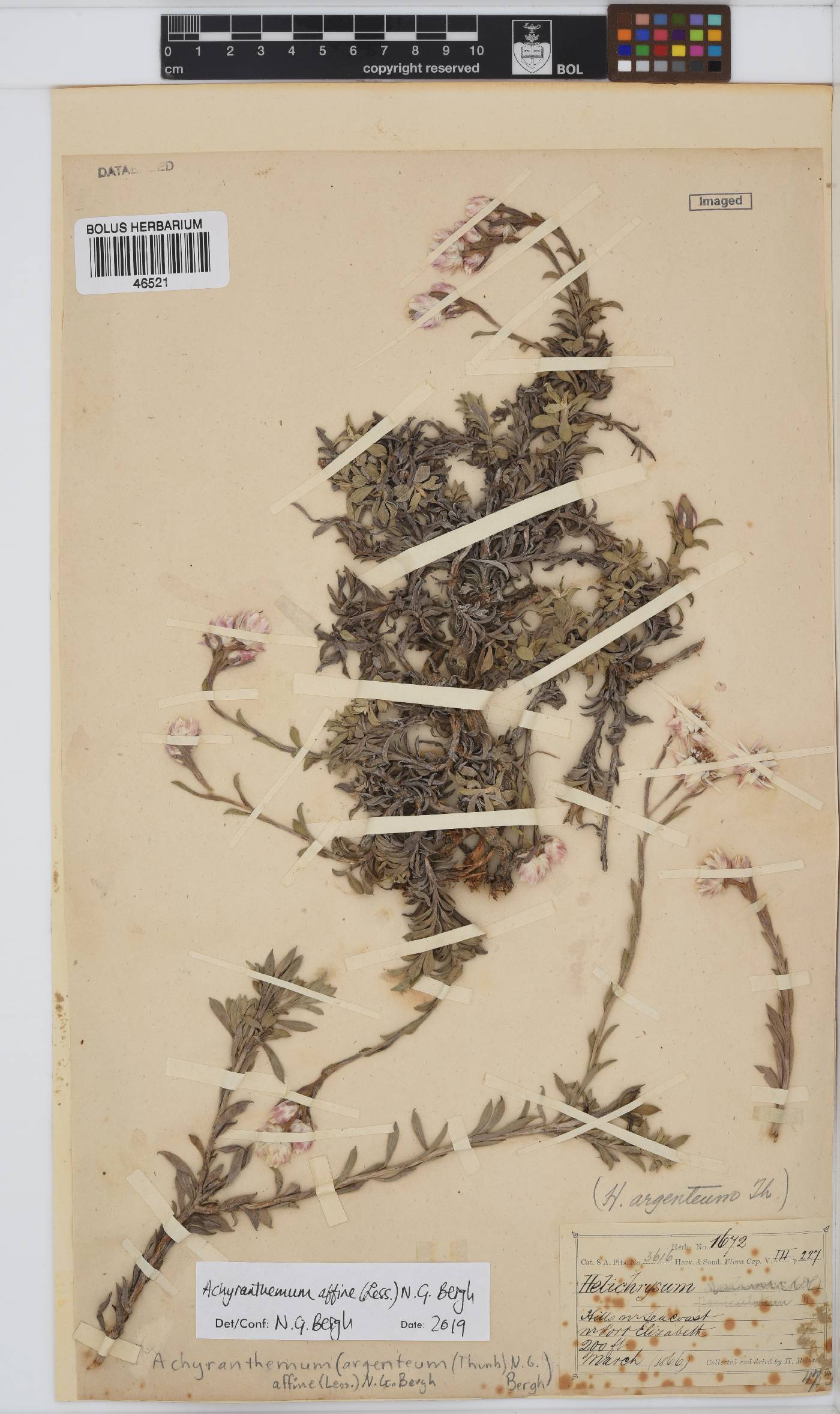 Achyranthemum affine image