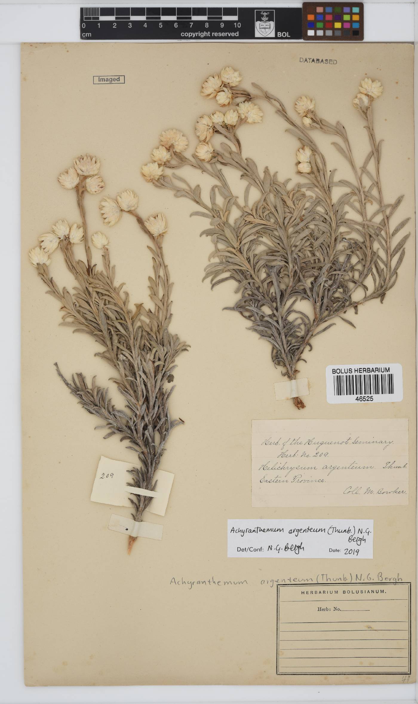 Achyranthemum argenteum image