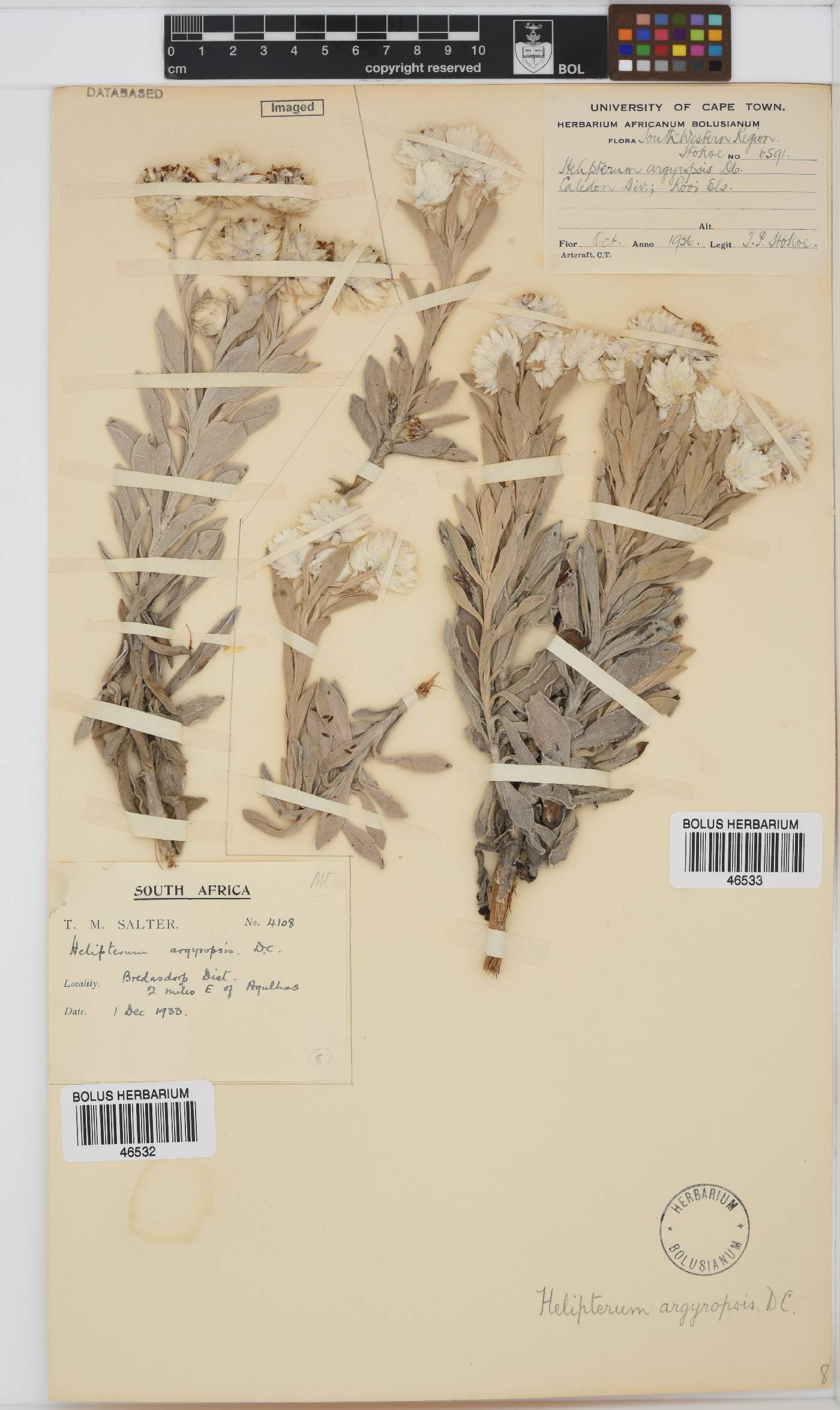 Syncarpha argyropsis image