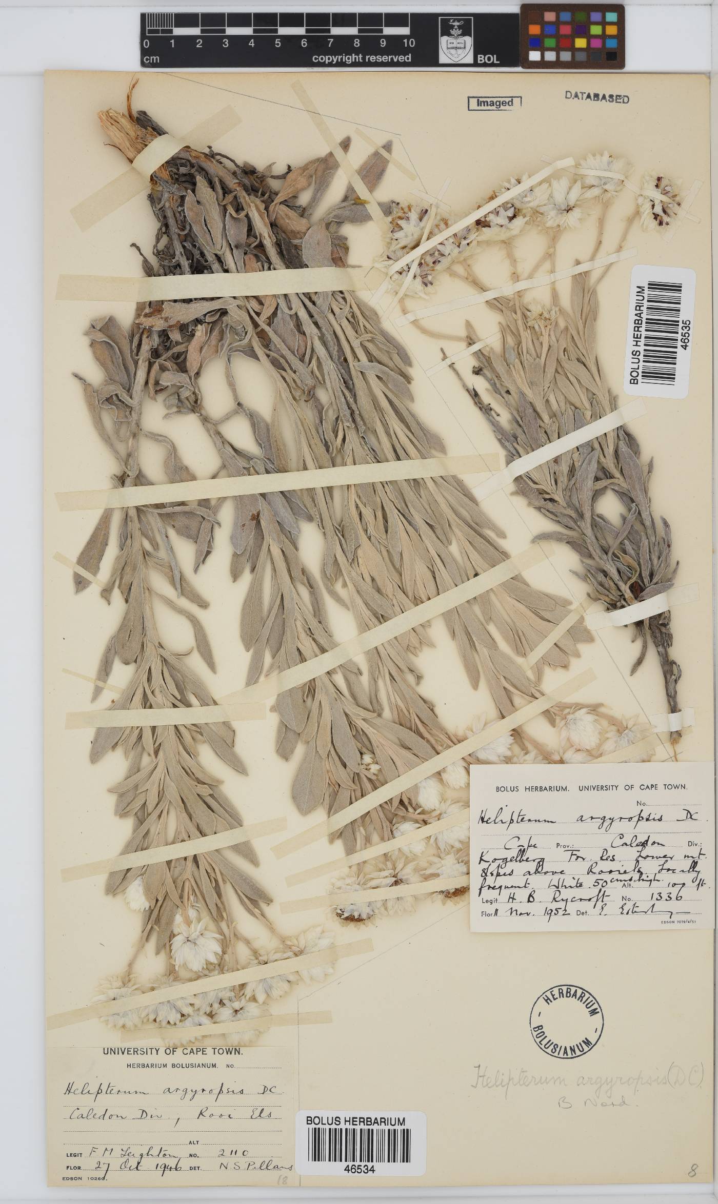 Syncarpha image