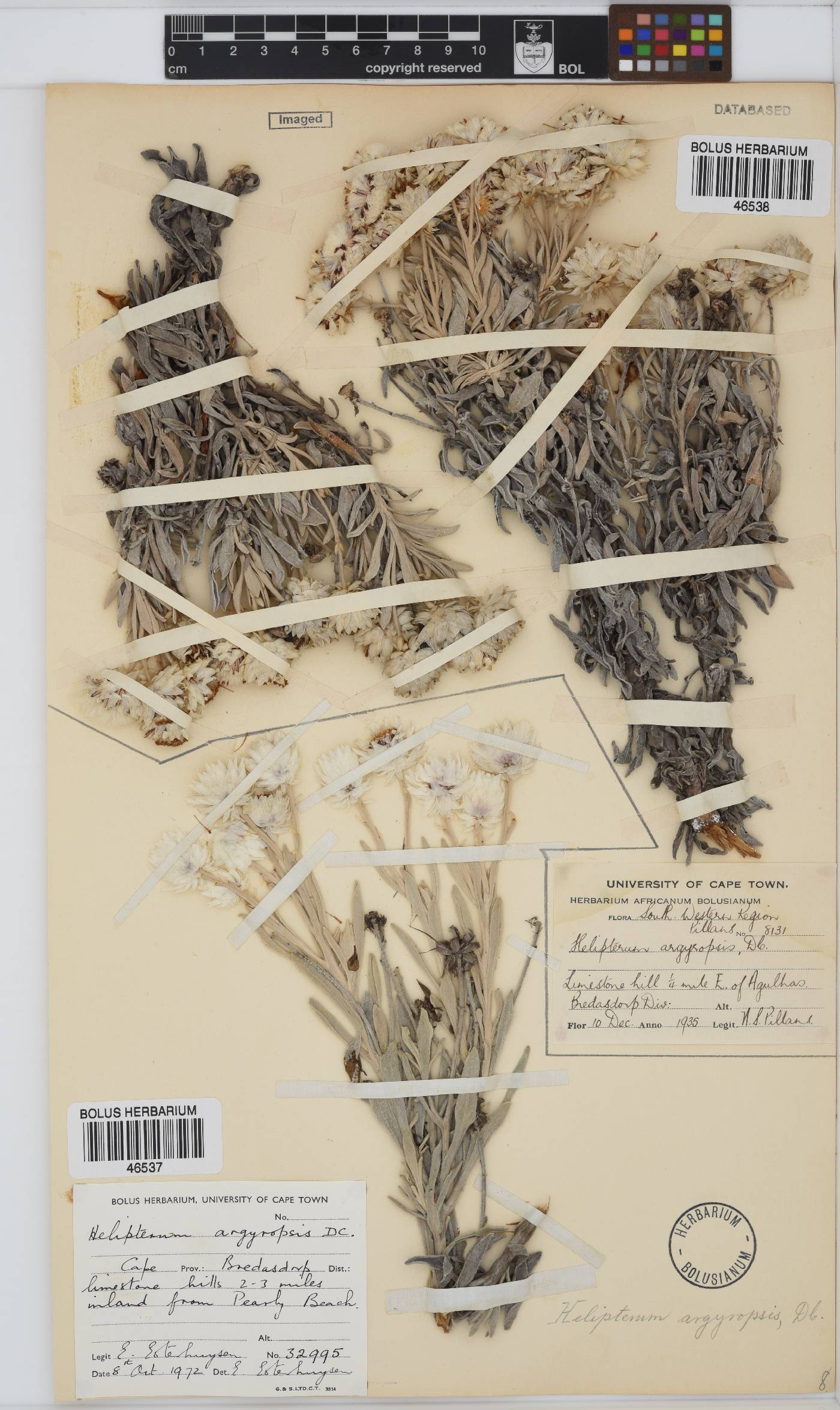 Syncarpha argyropsis image