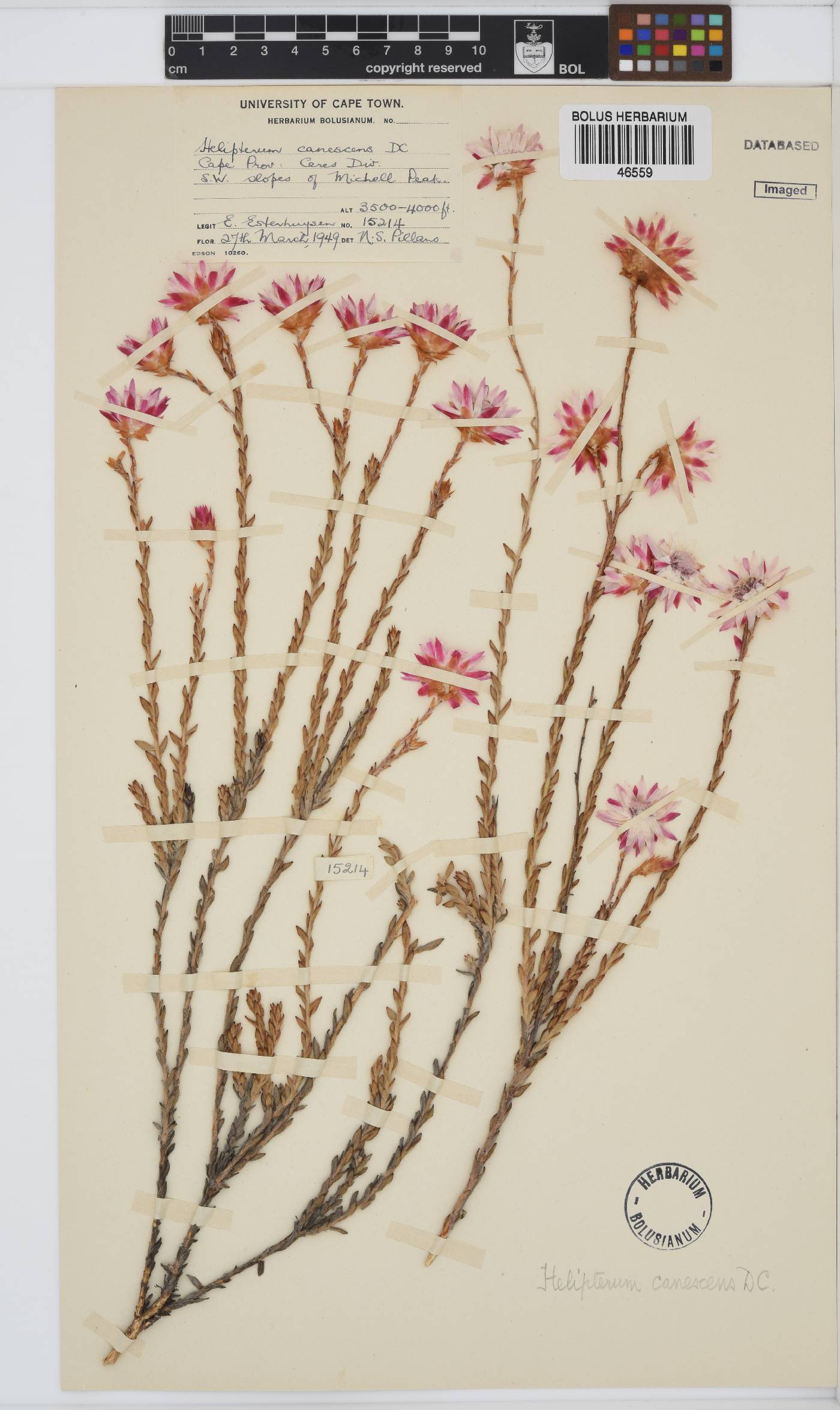 Syncarpha canescens image