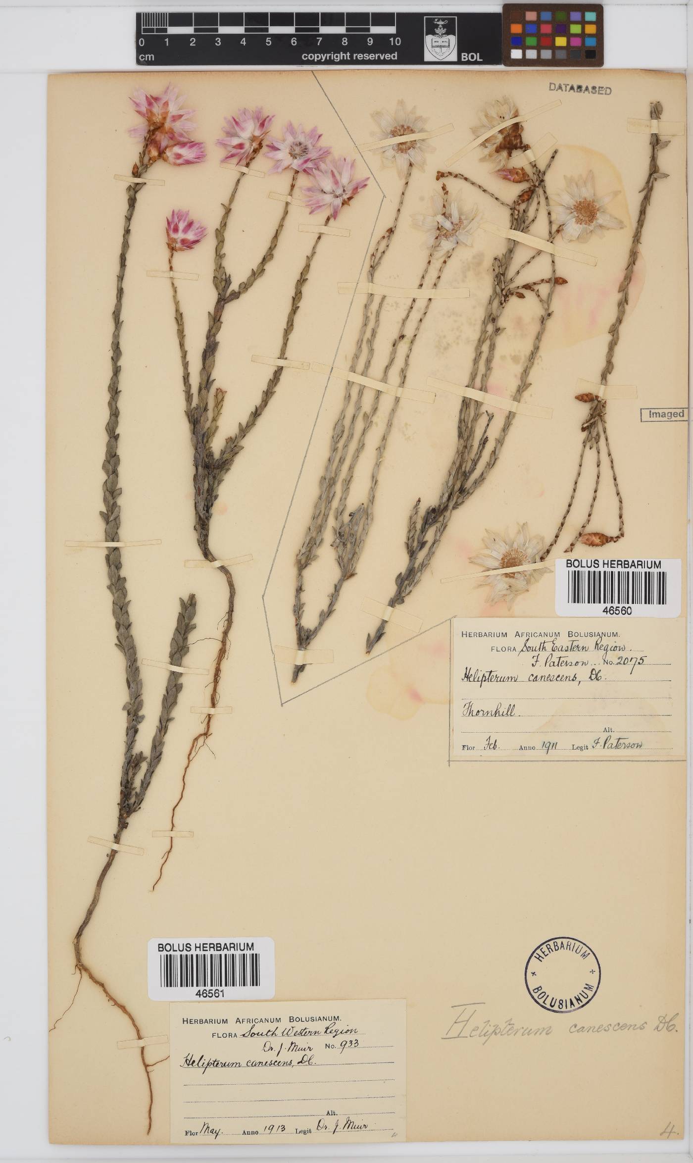 Syncarpha image