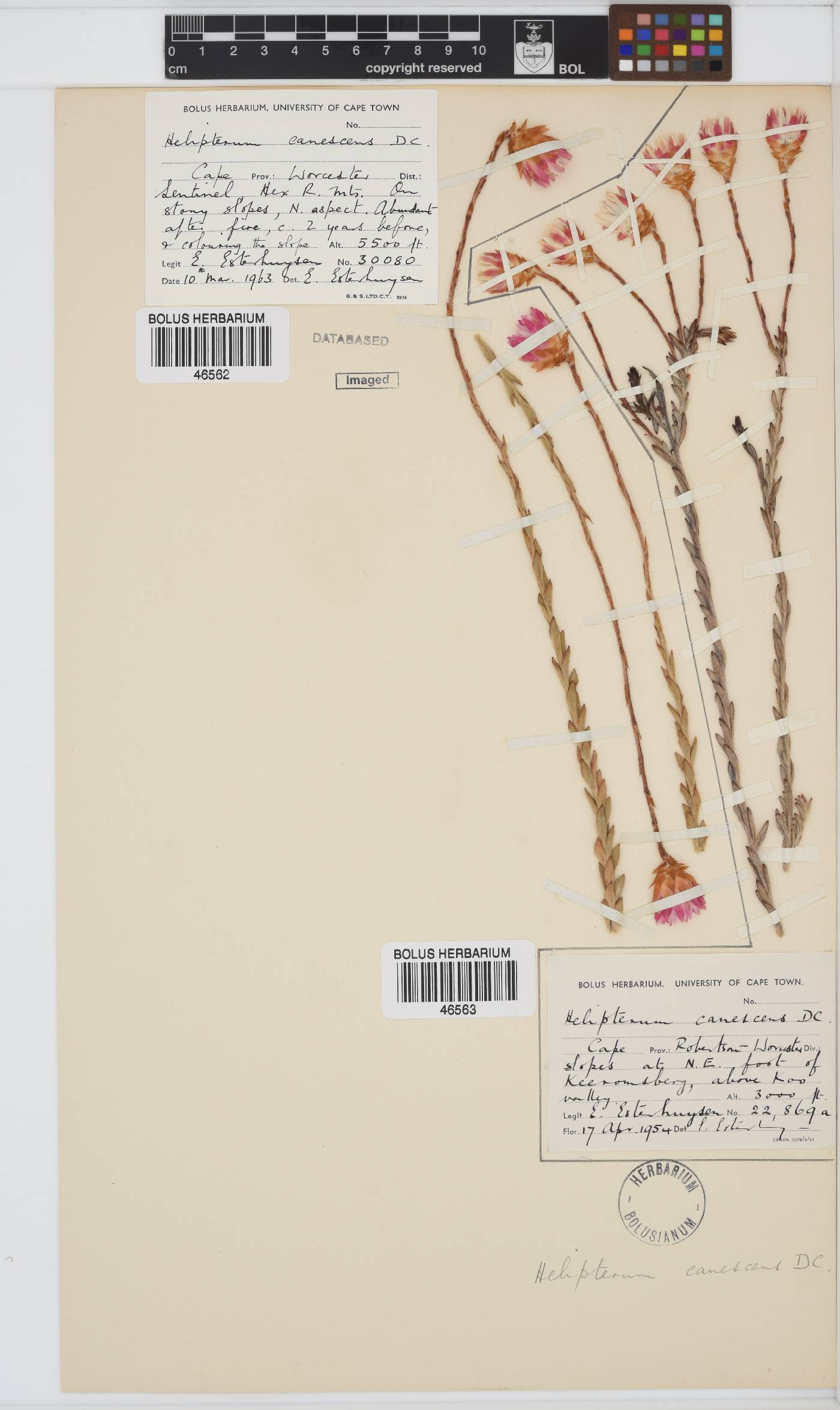 Syncarpha canescens image