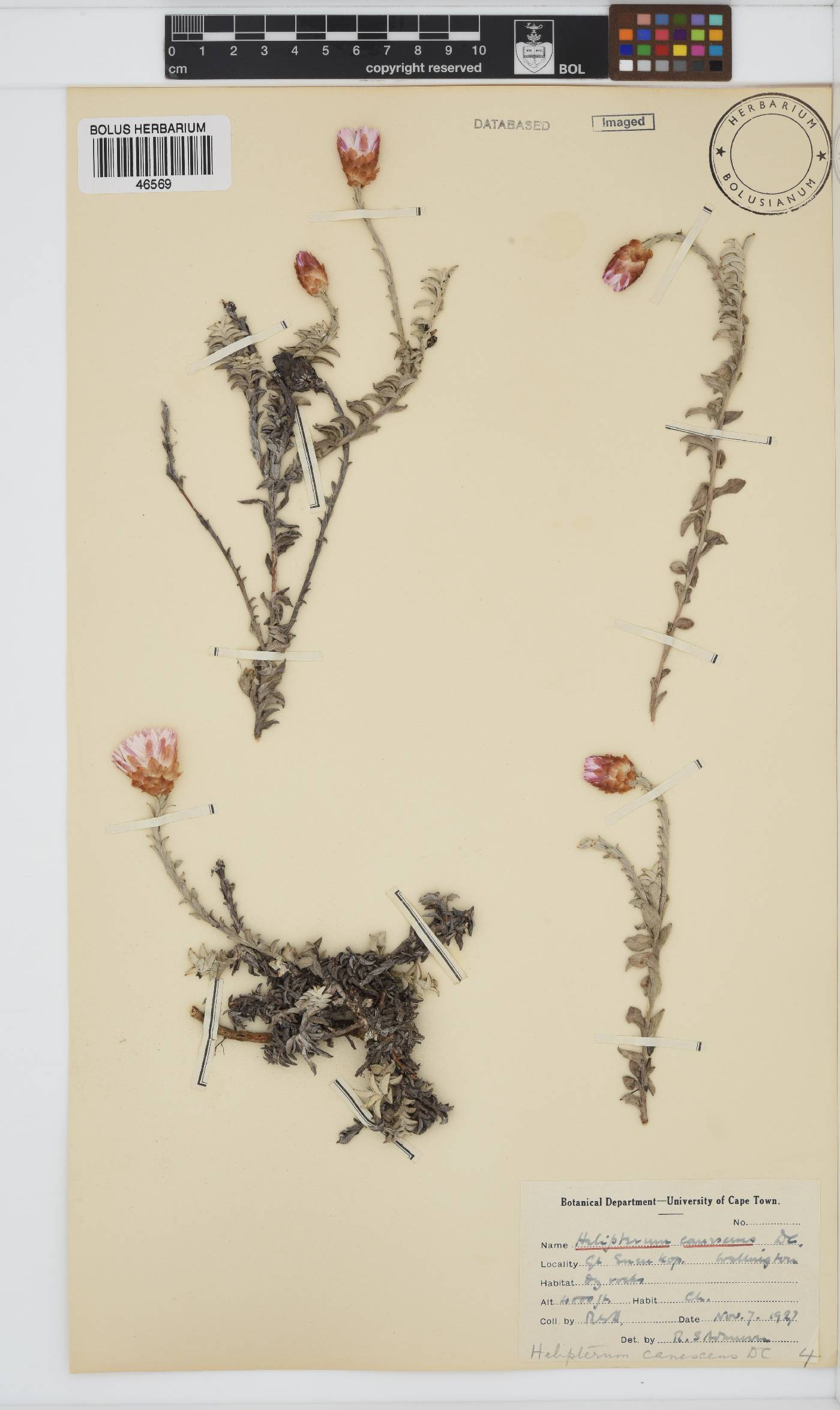 Syncarpha canescens image