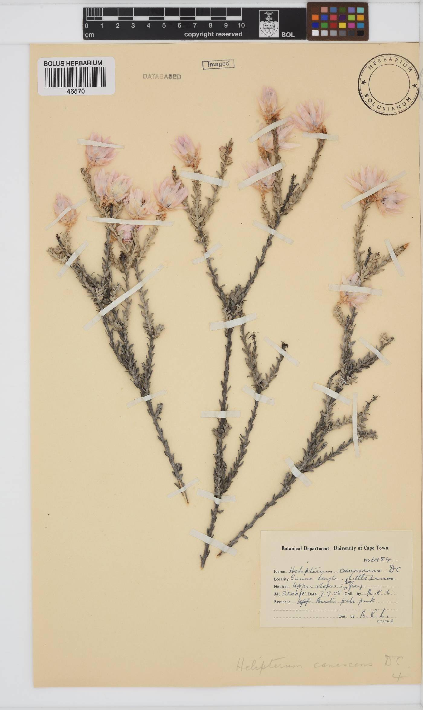 Syncarpha canescens image