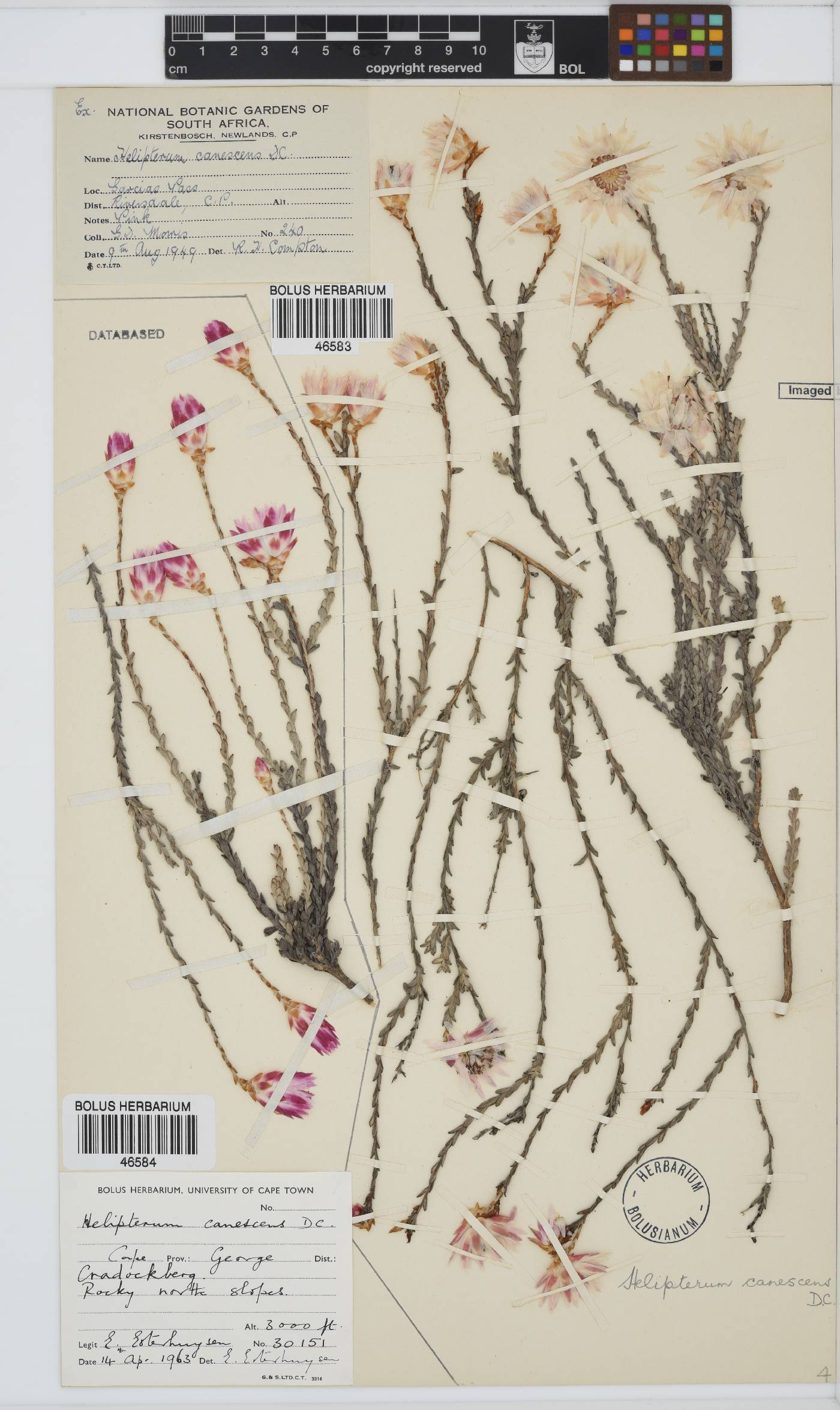 Syncarpha canescens image