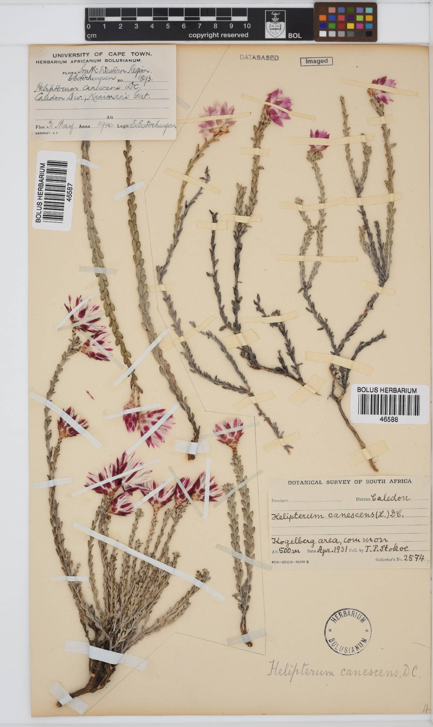 Syncarpha canescens image