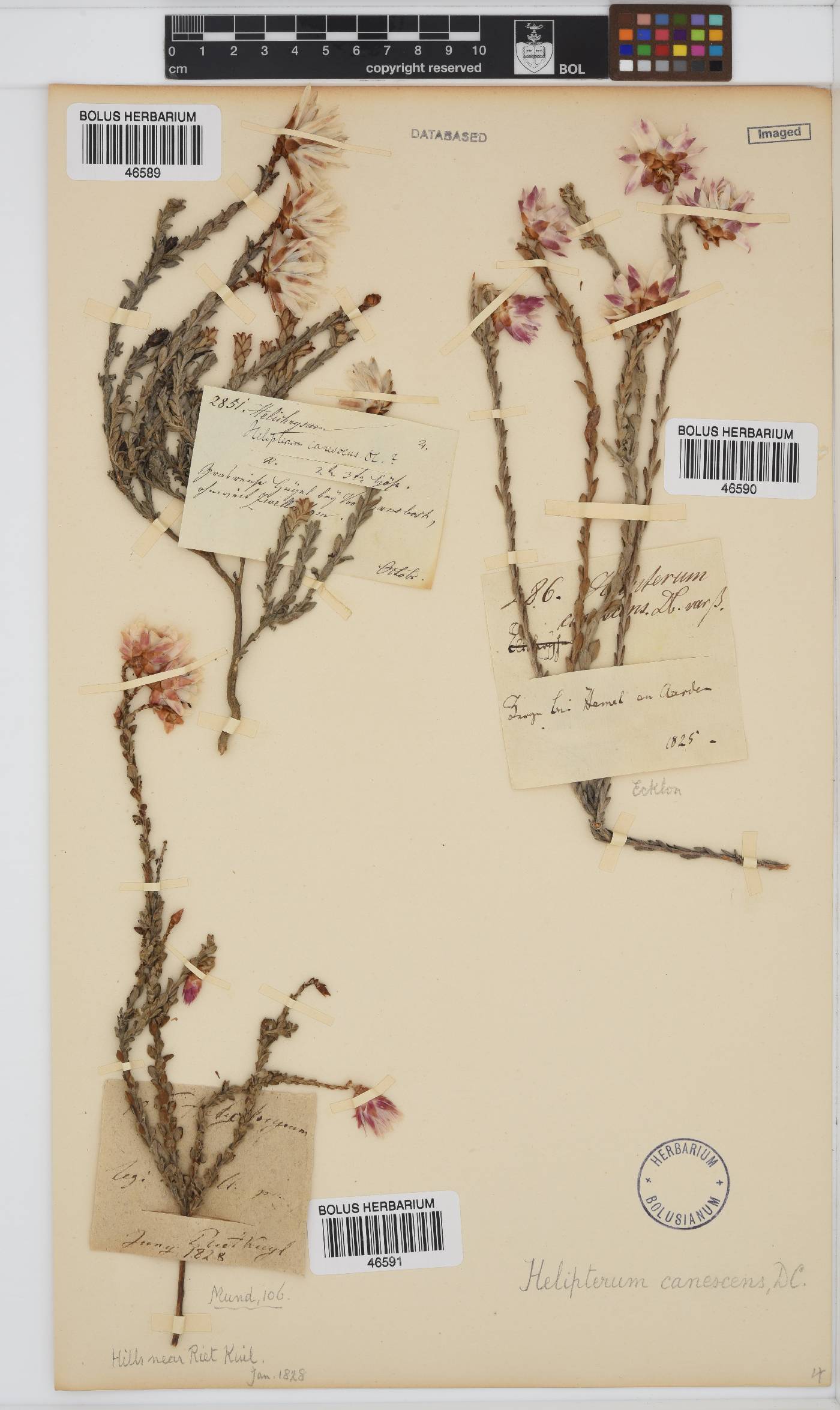 Syncarpha canescens image