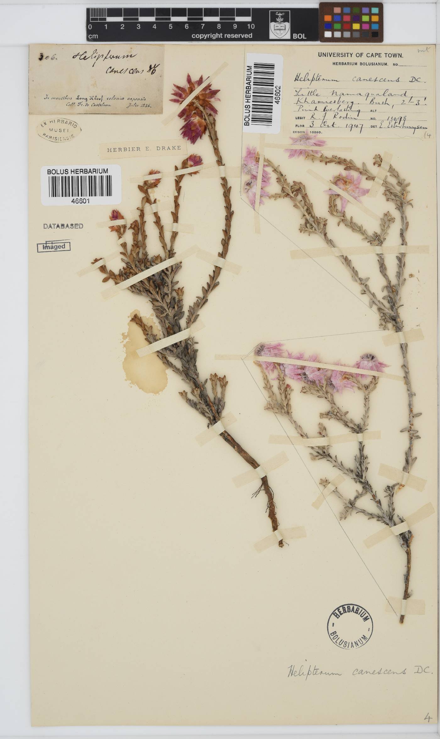 Syncarpha canescens image