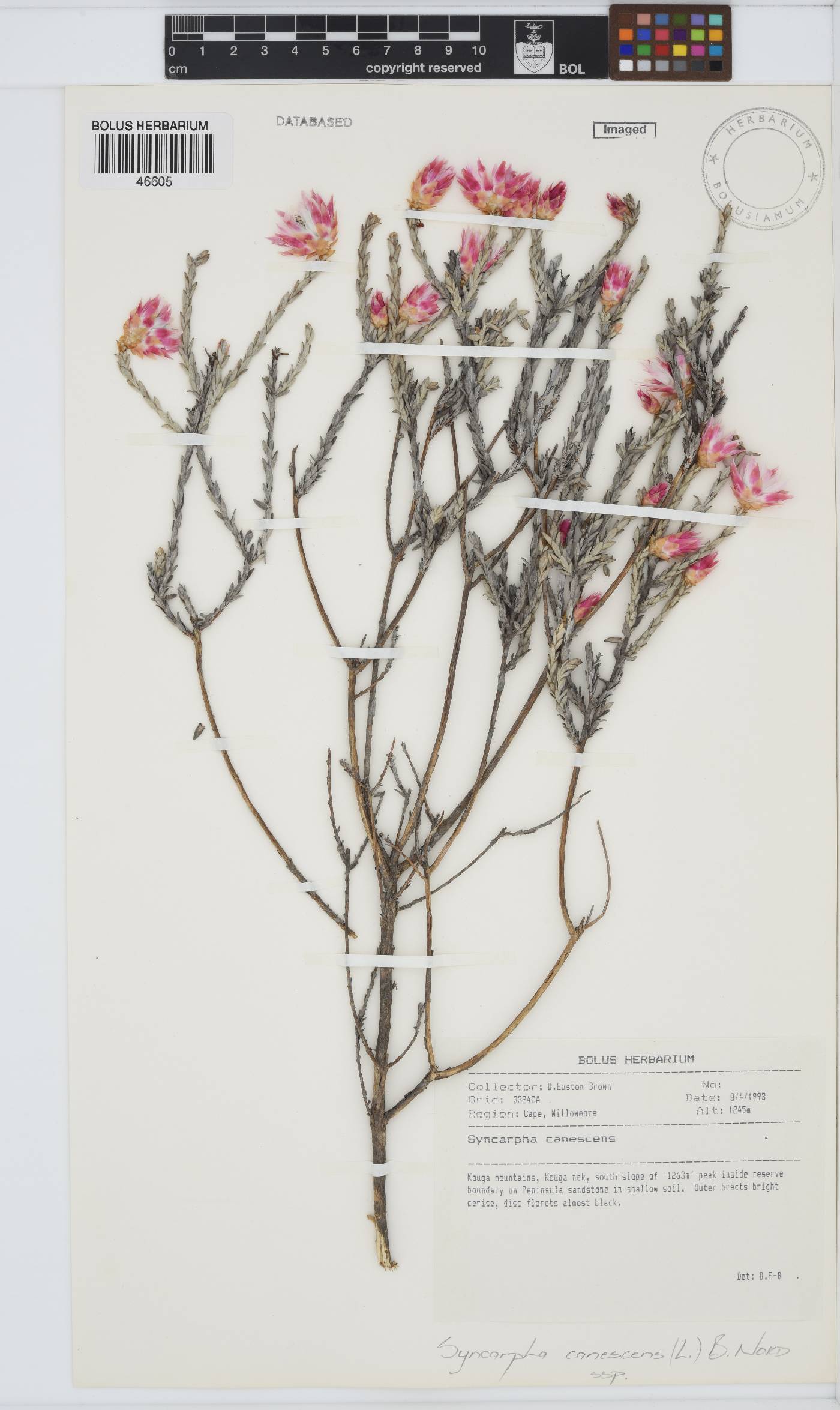 Syncarpha canescens image