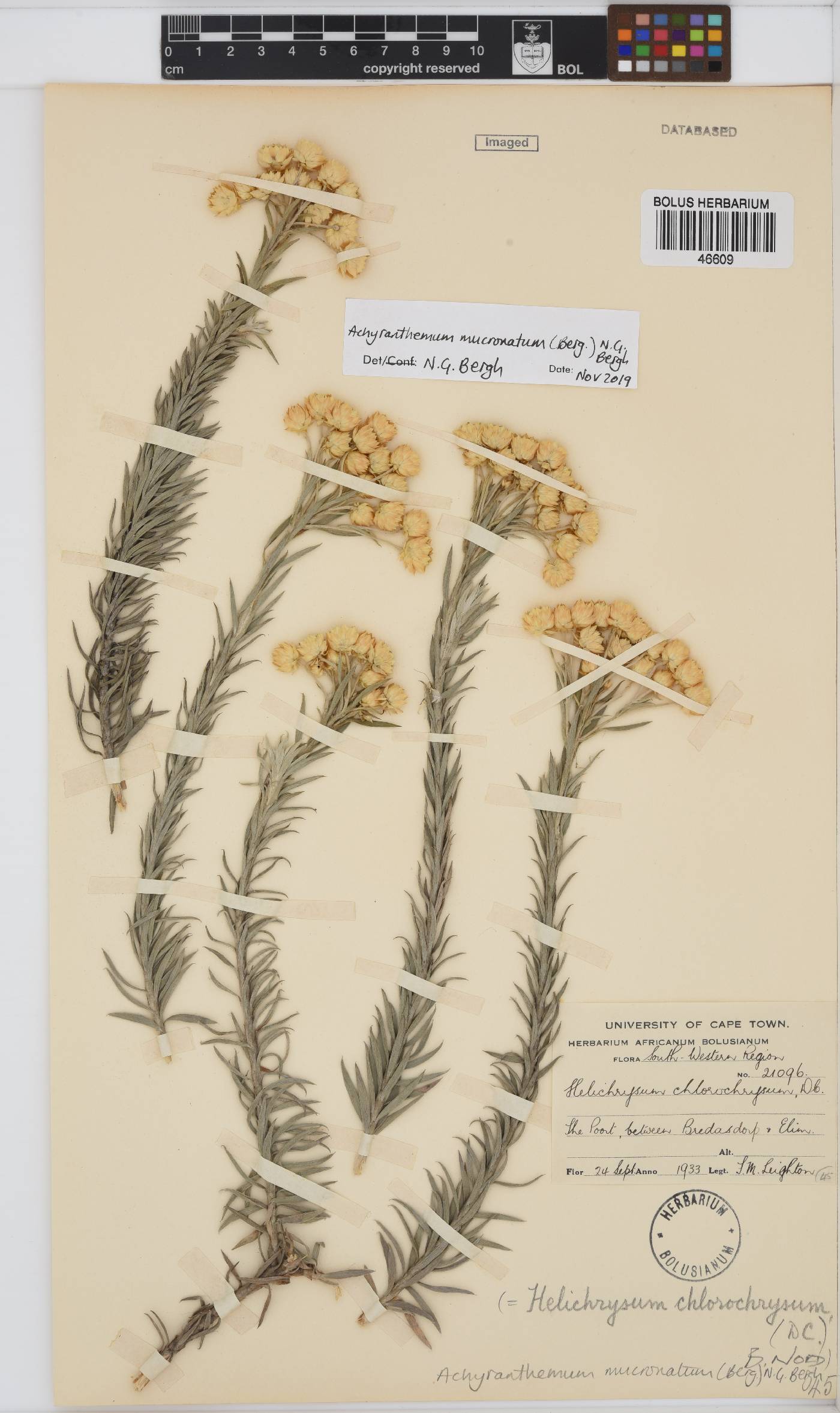 Achyranthemum mucronatum image