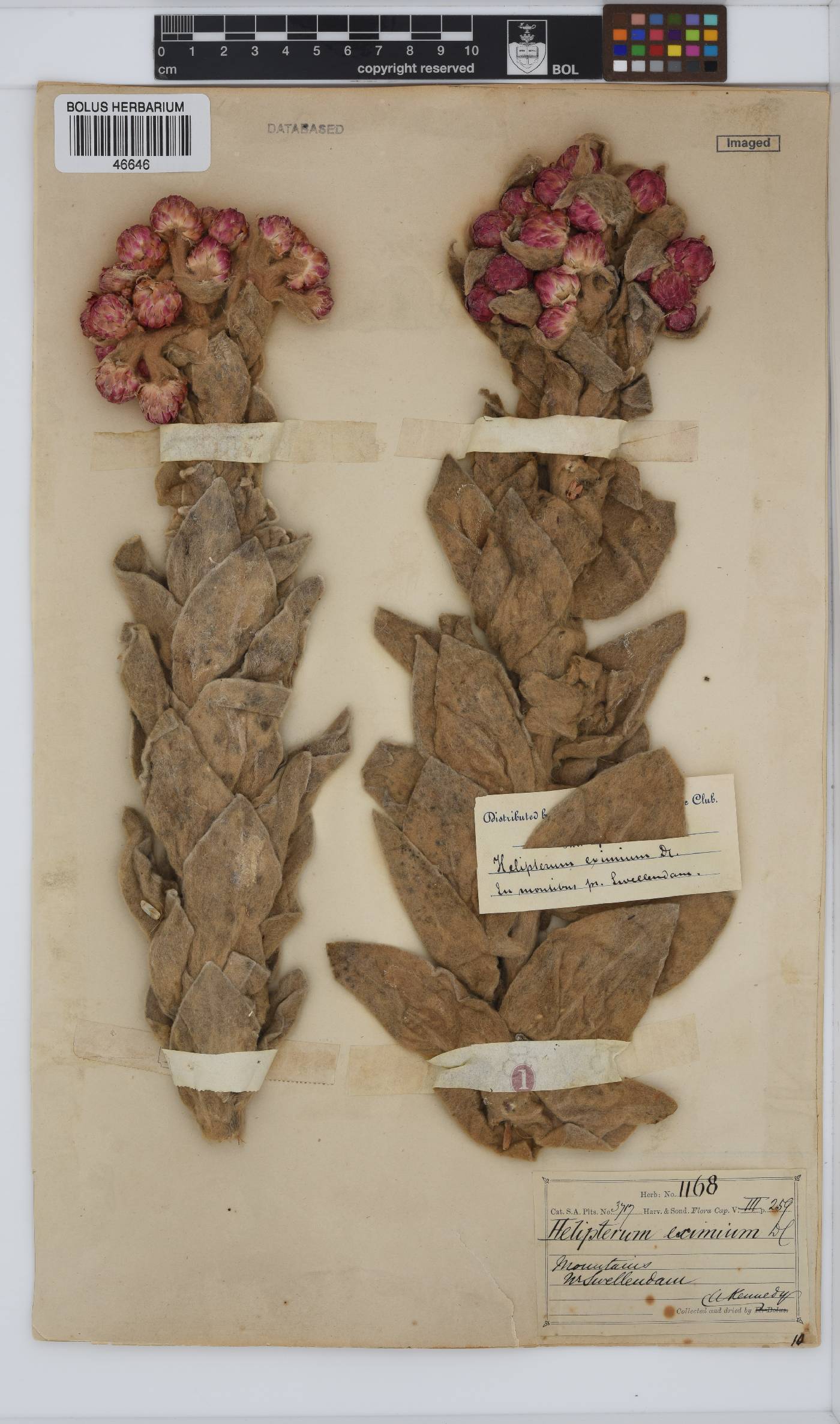 Syncarpha eximia image