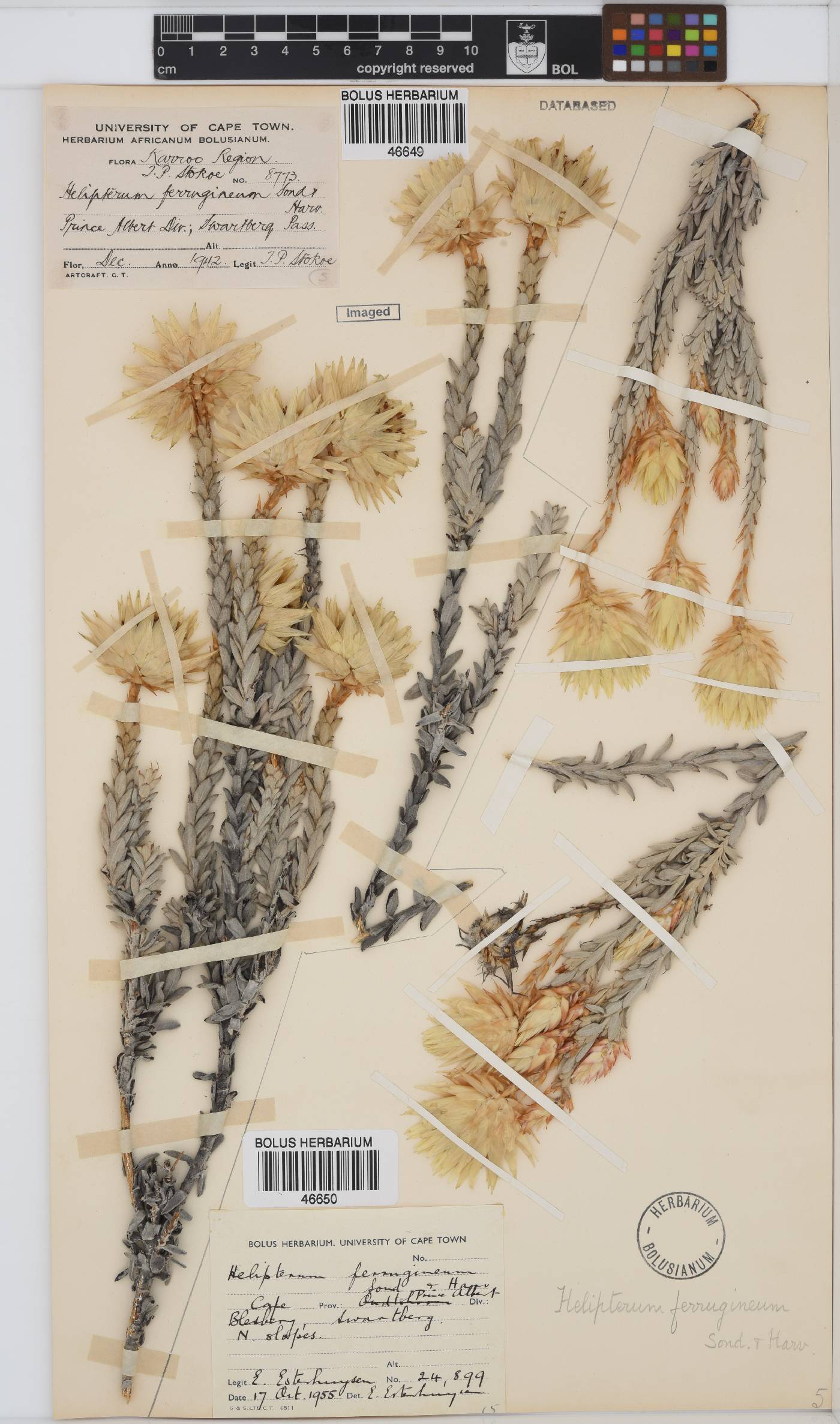Syncarpha ferruginea image