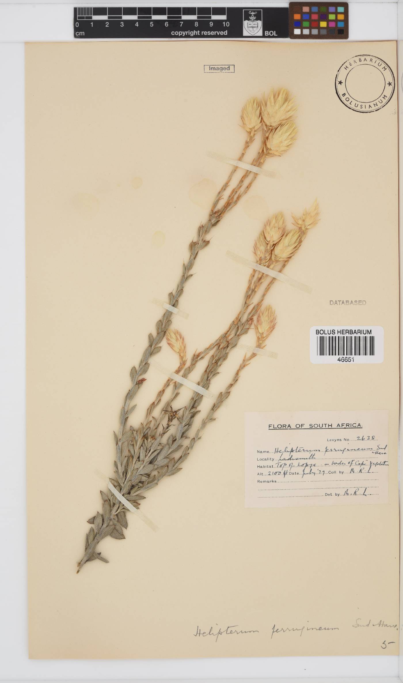 Syncarpha ferruginea image