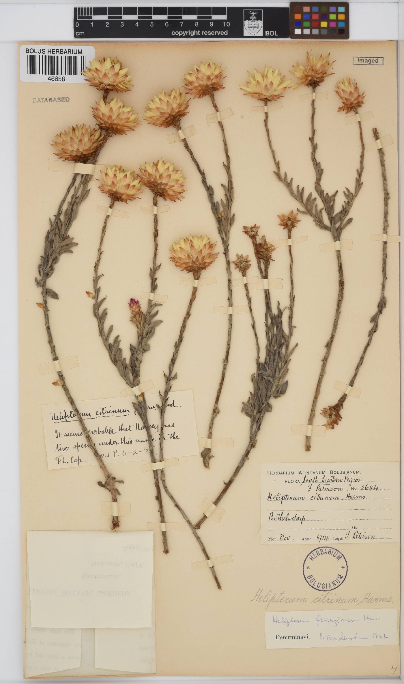 Syncarpha ferruginea image