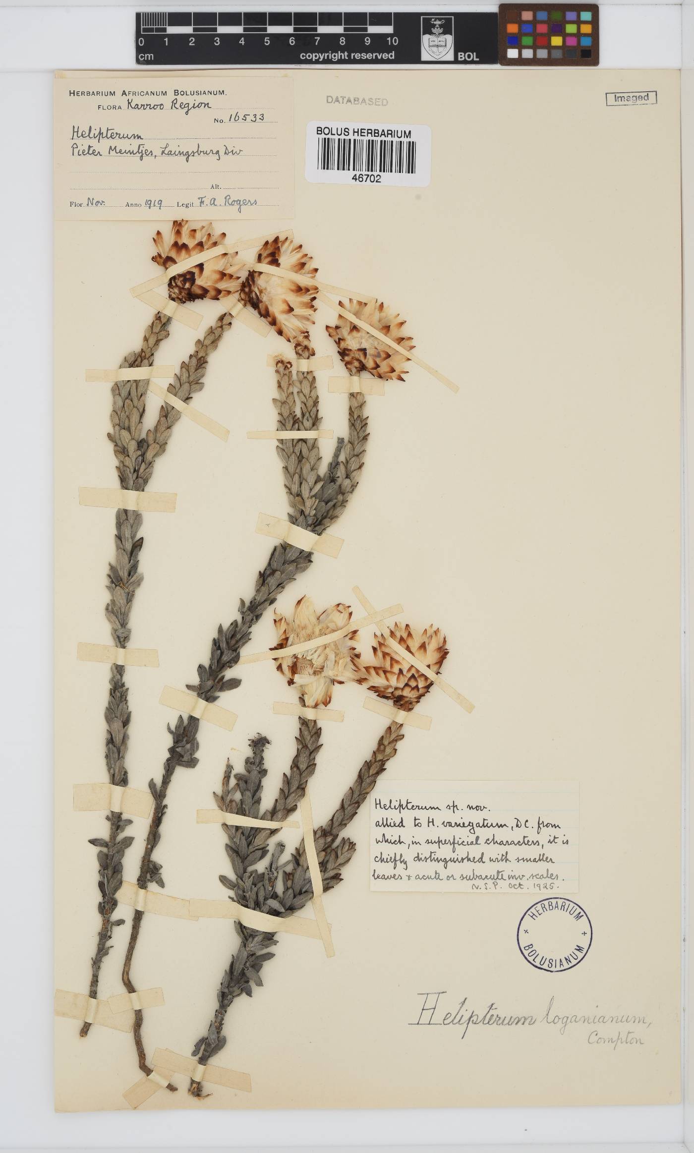 Syncarpha loganiana image