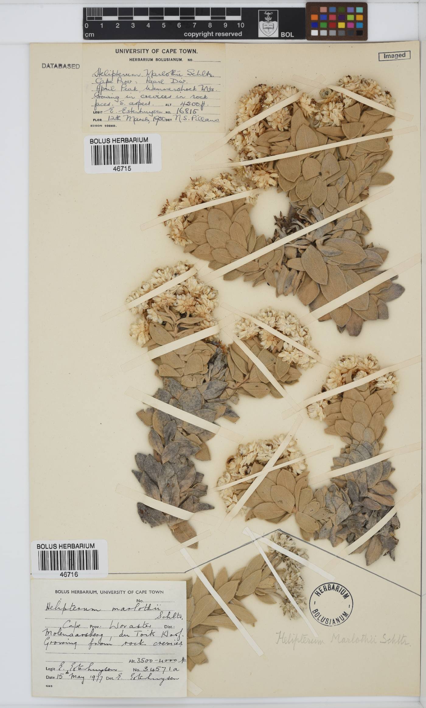 Syncarpha marlothii image