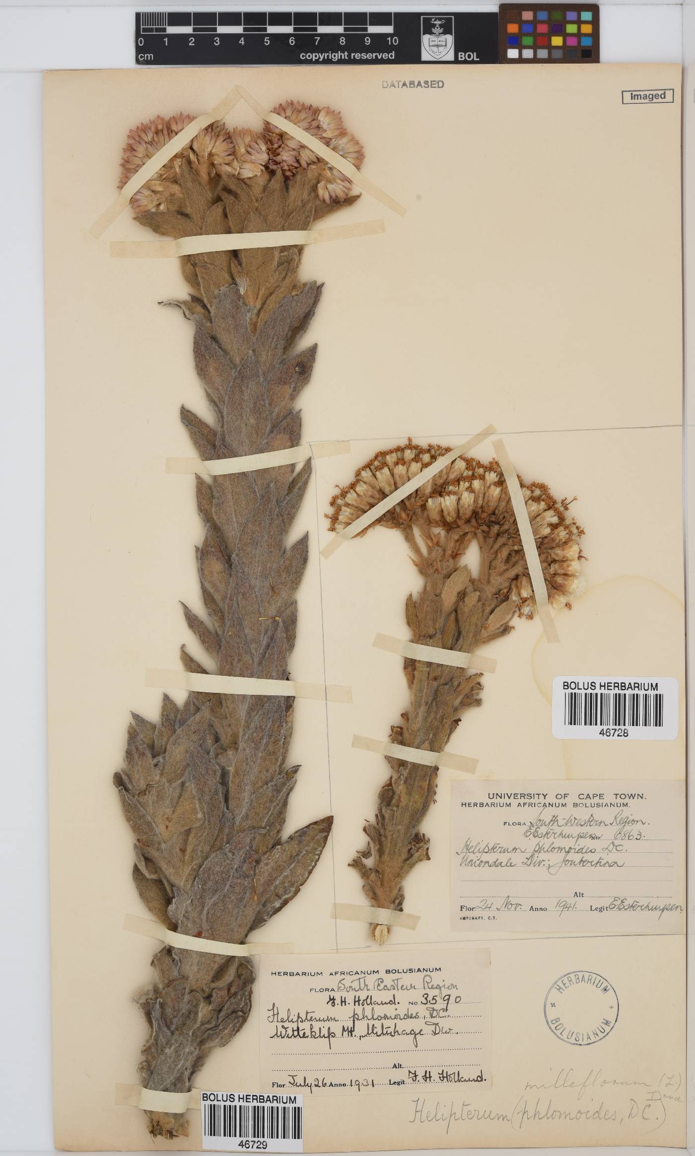 Syncarpha milleflora image
