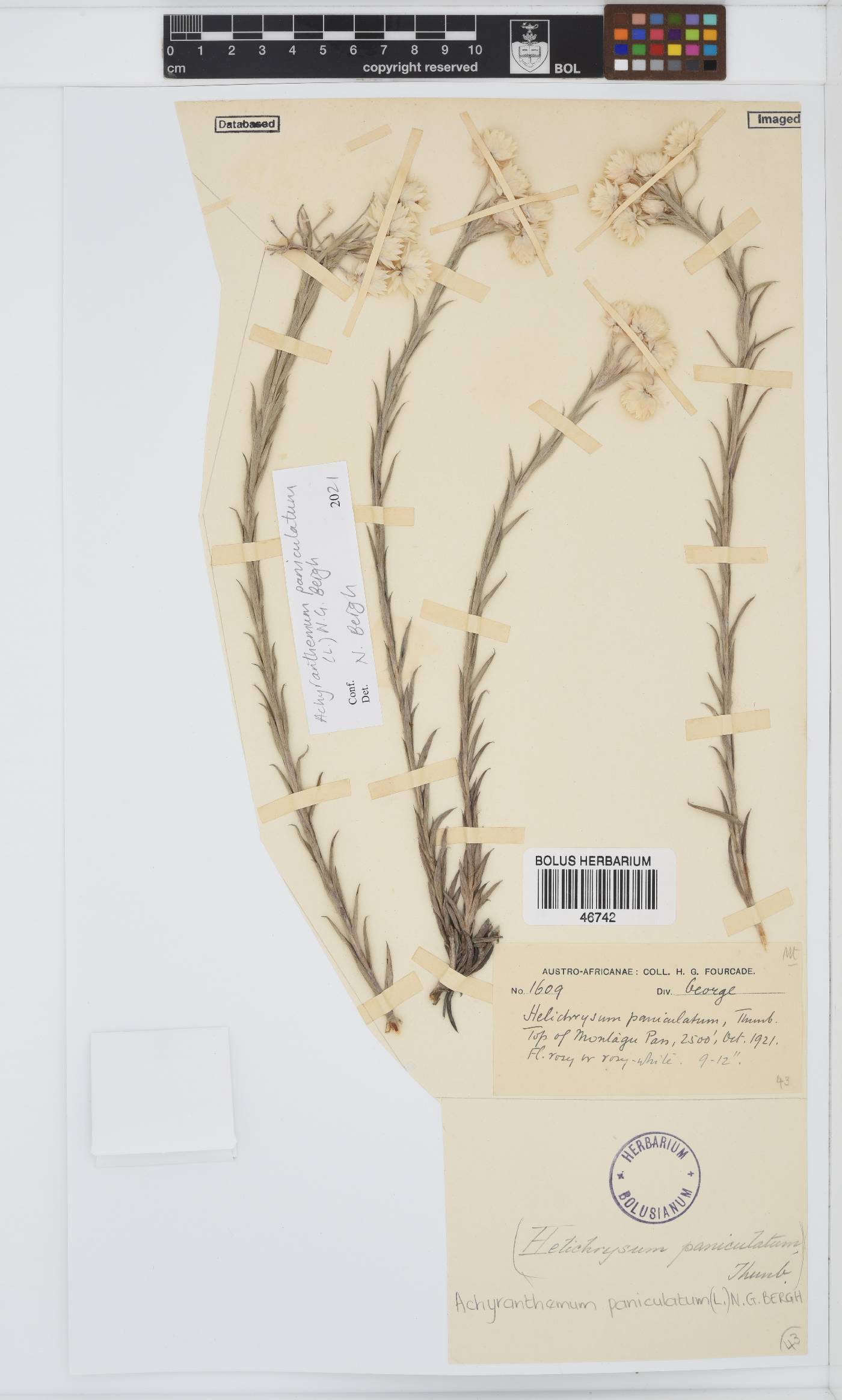 Achyranthemum paniculatum image