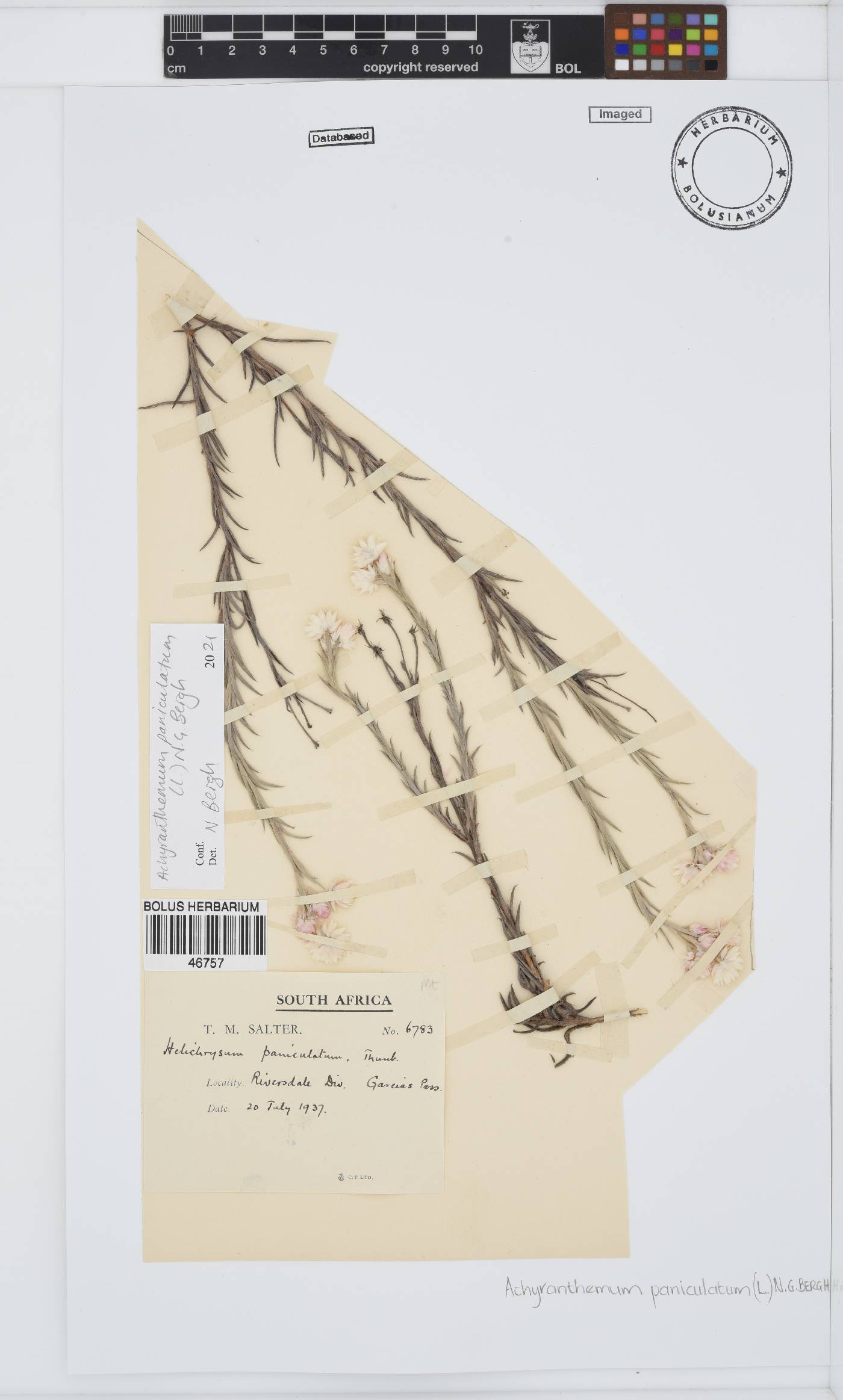 Achyranthemum paniculatum image