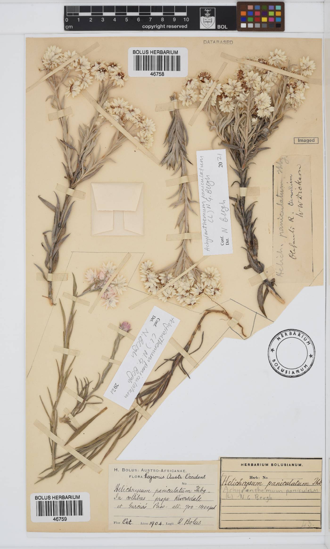 Achyranthemum paniculatum image