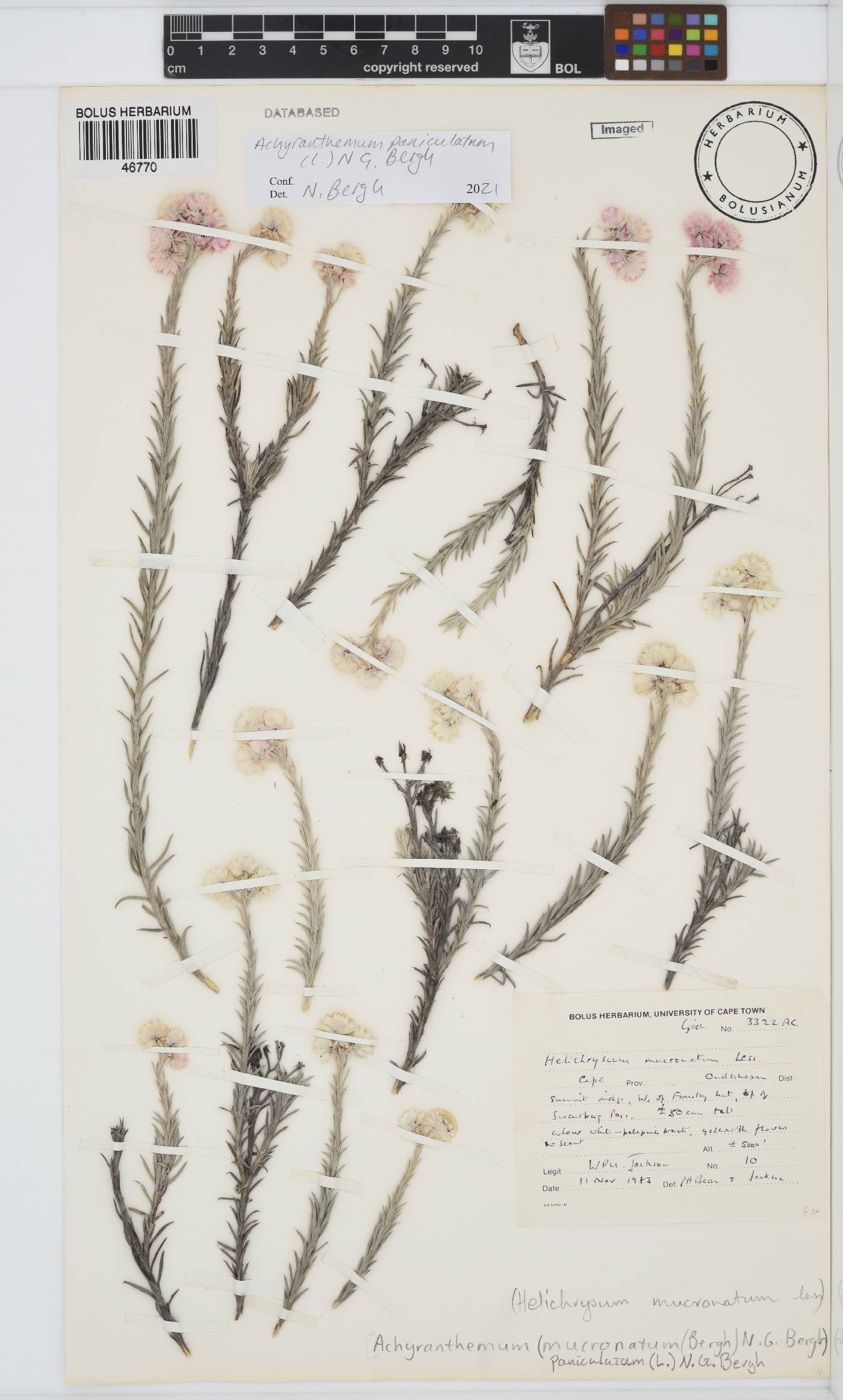 Achyranthemum paniculatum image