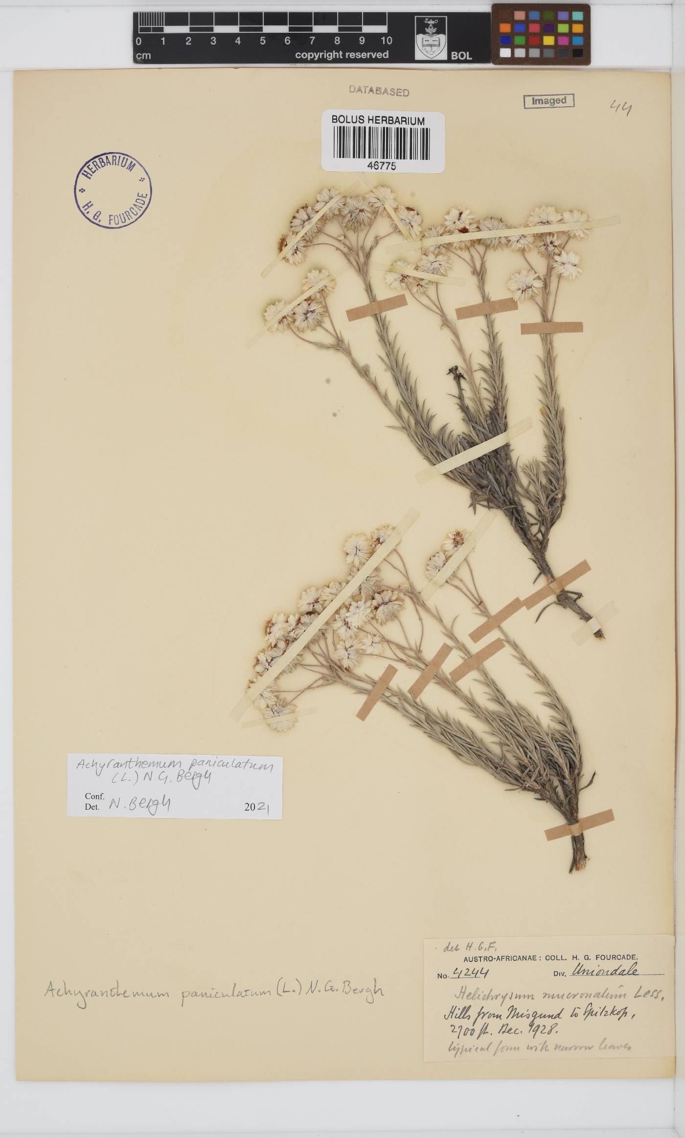 Achyranthemum paniculatum image