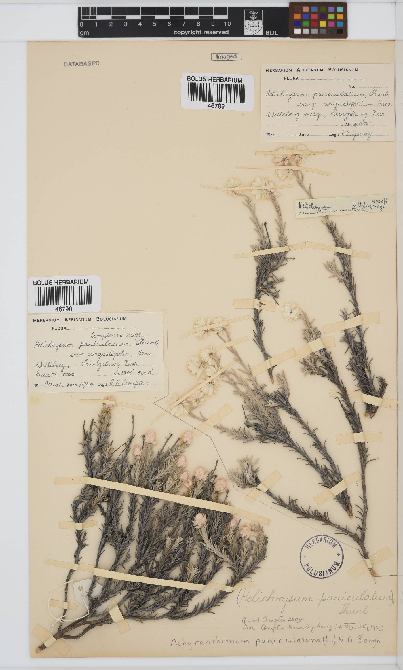 Achyranthemum paniculatum image