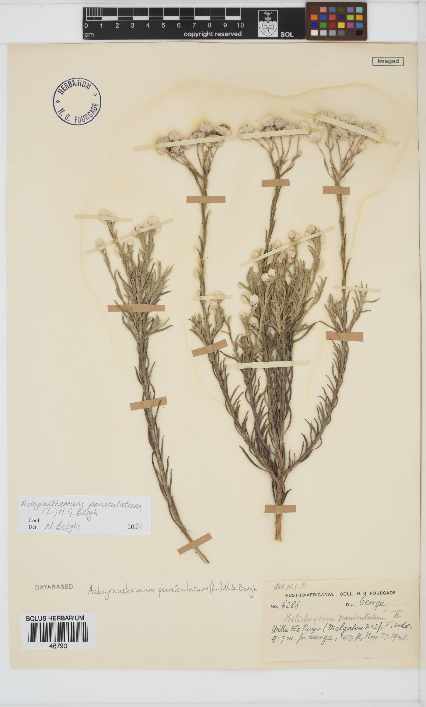 Achyranthemum paniculatum image