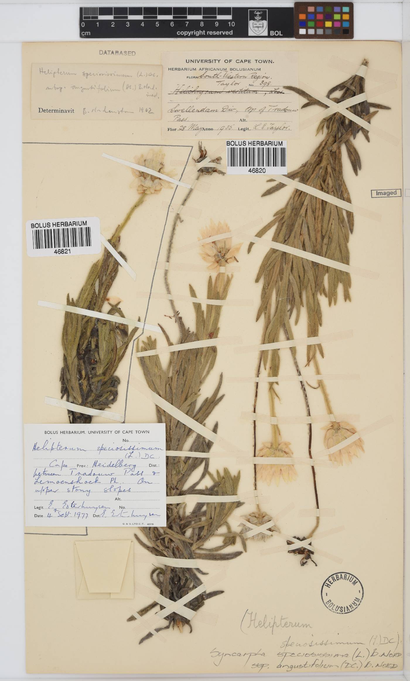 Syncarpha speciosissima image