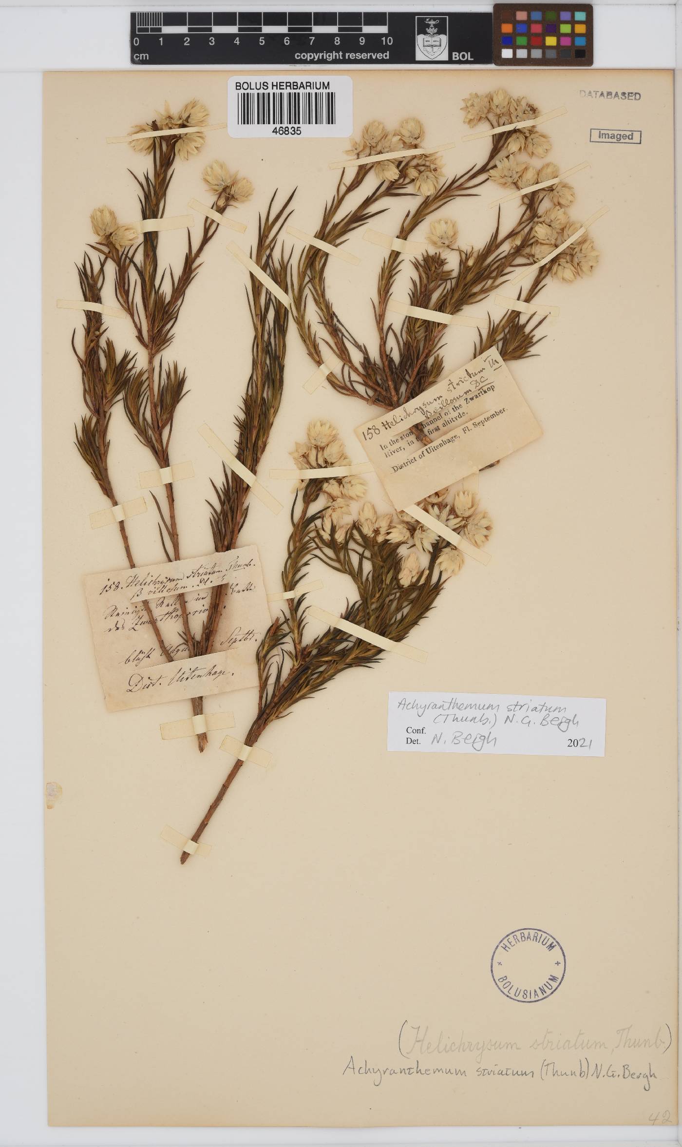 Achyranthemum striatum image