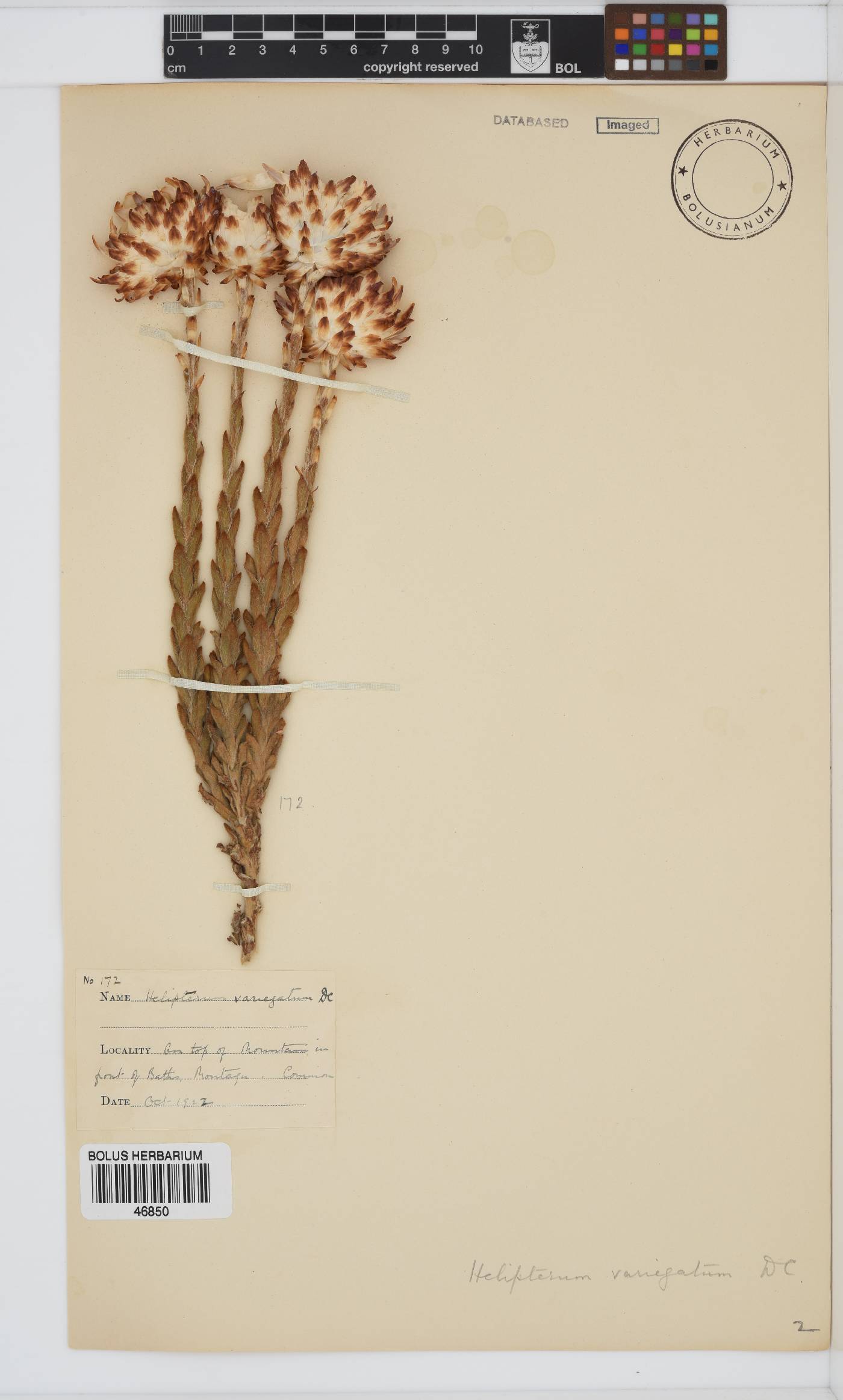 Syncarpha variegata image