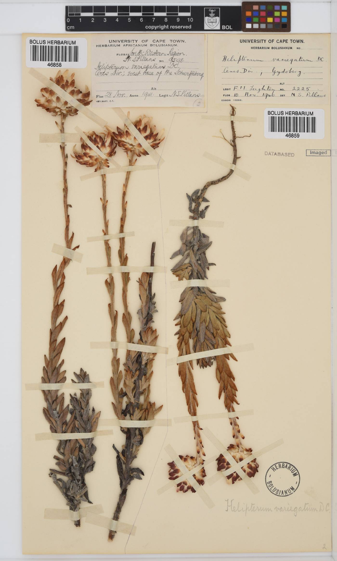 Syncarpha variegata image