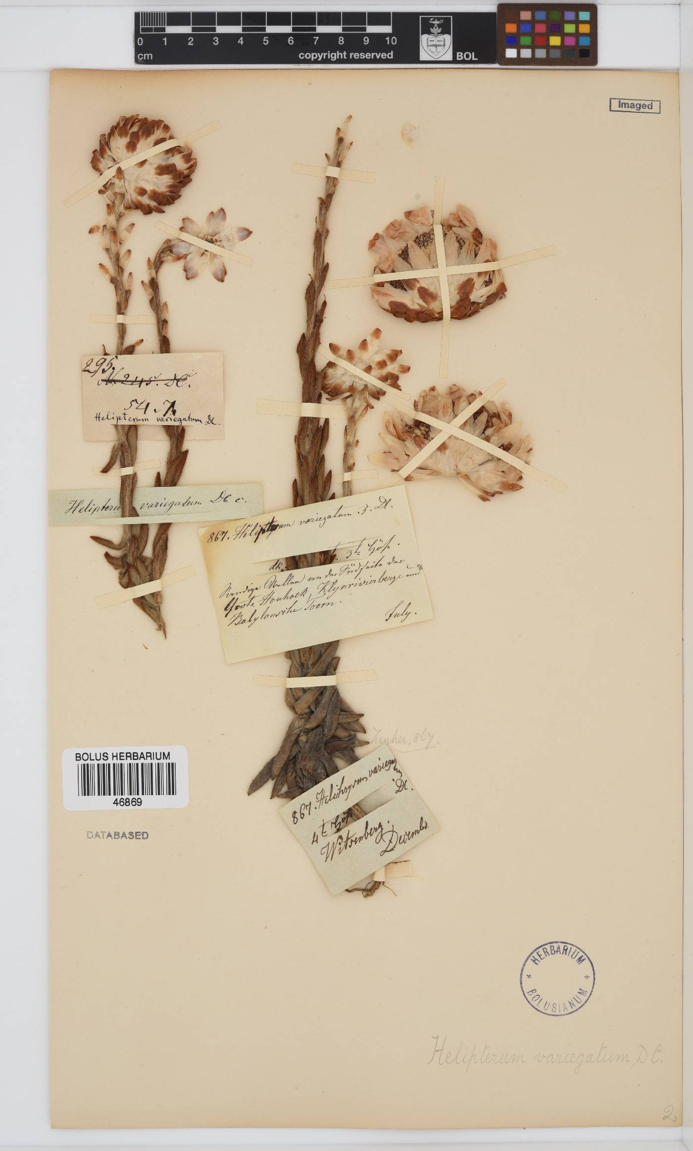 Syncarpha variegata image