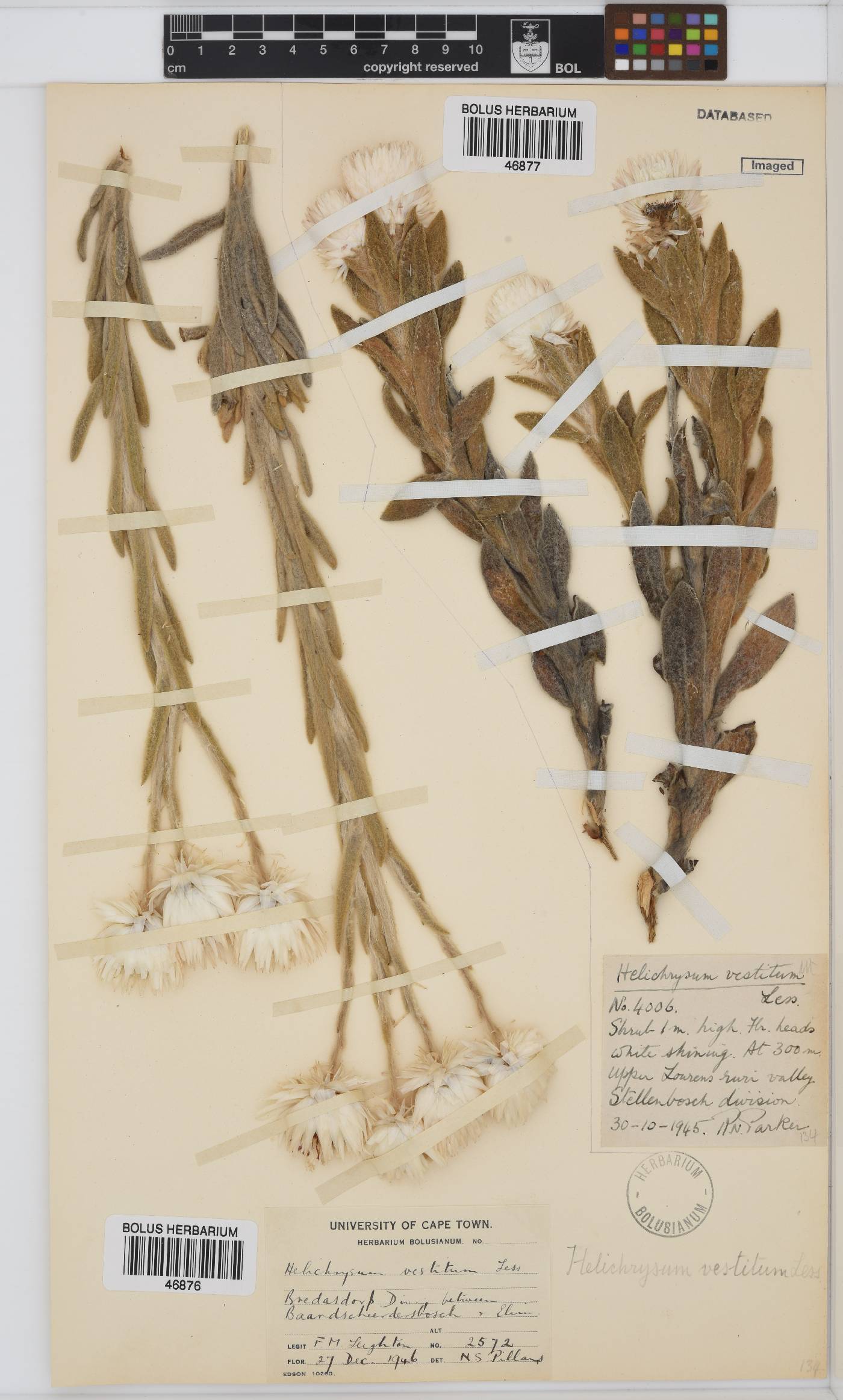 Syncarpha vestita image