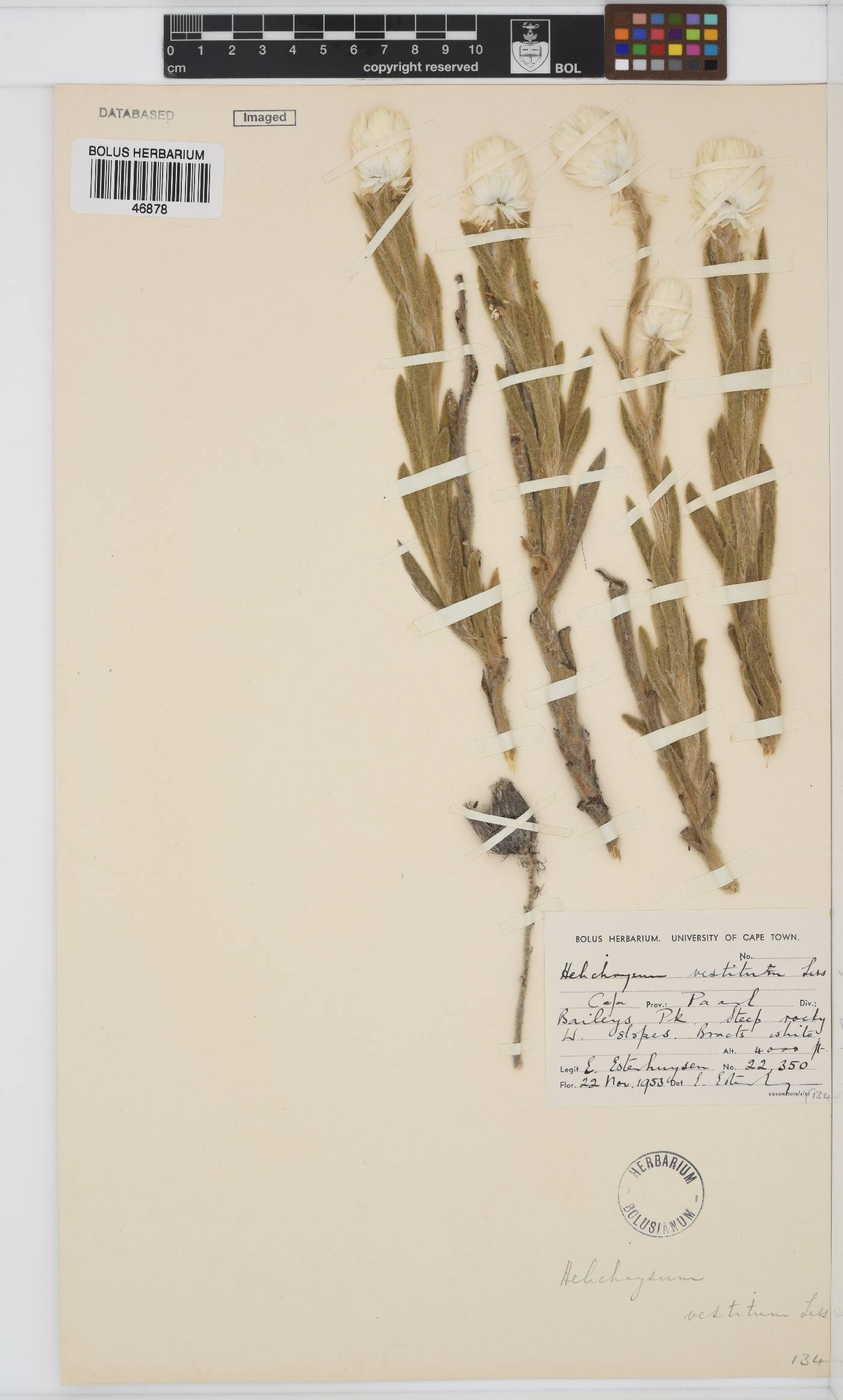 Syncarpha vestita image