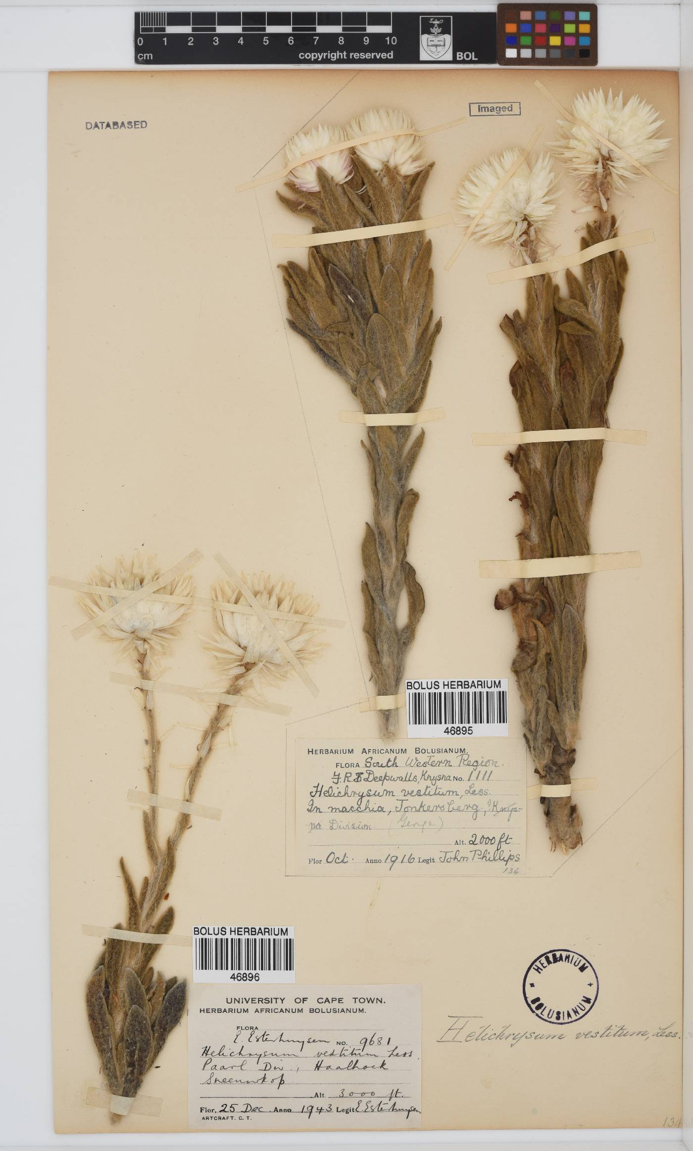 Syncarpha vestita image