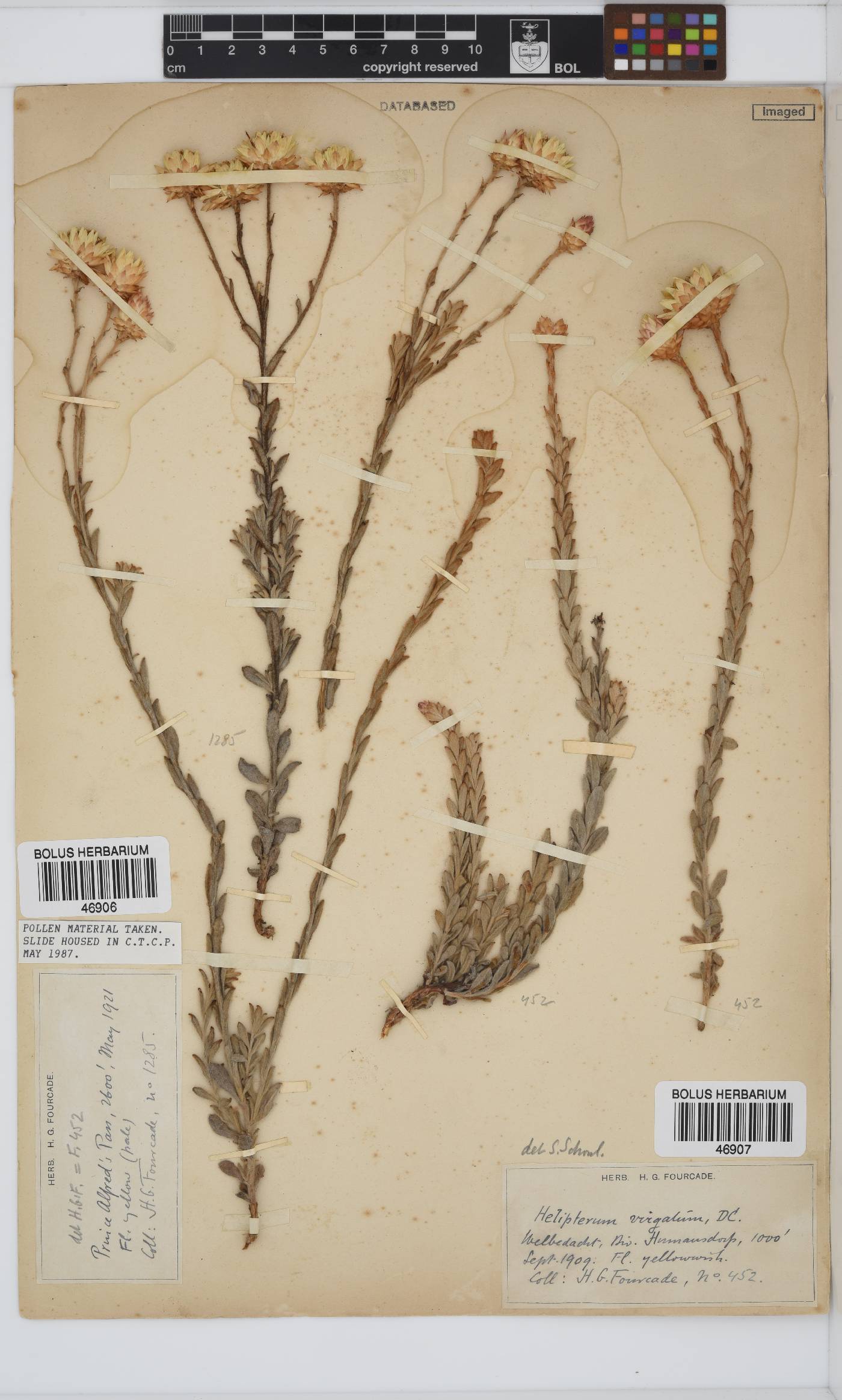 Syncarpha virgata image