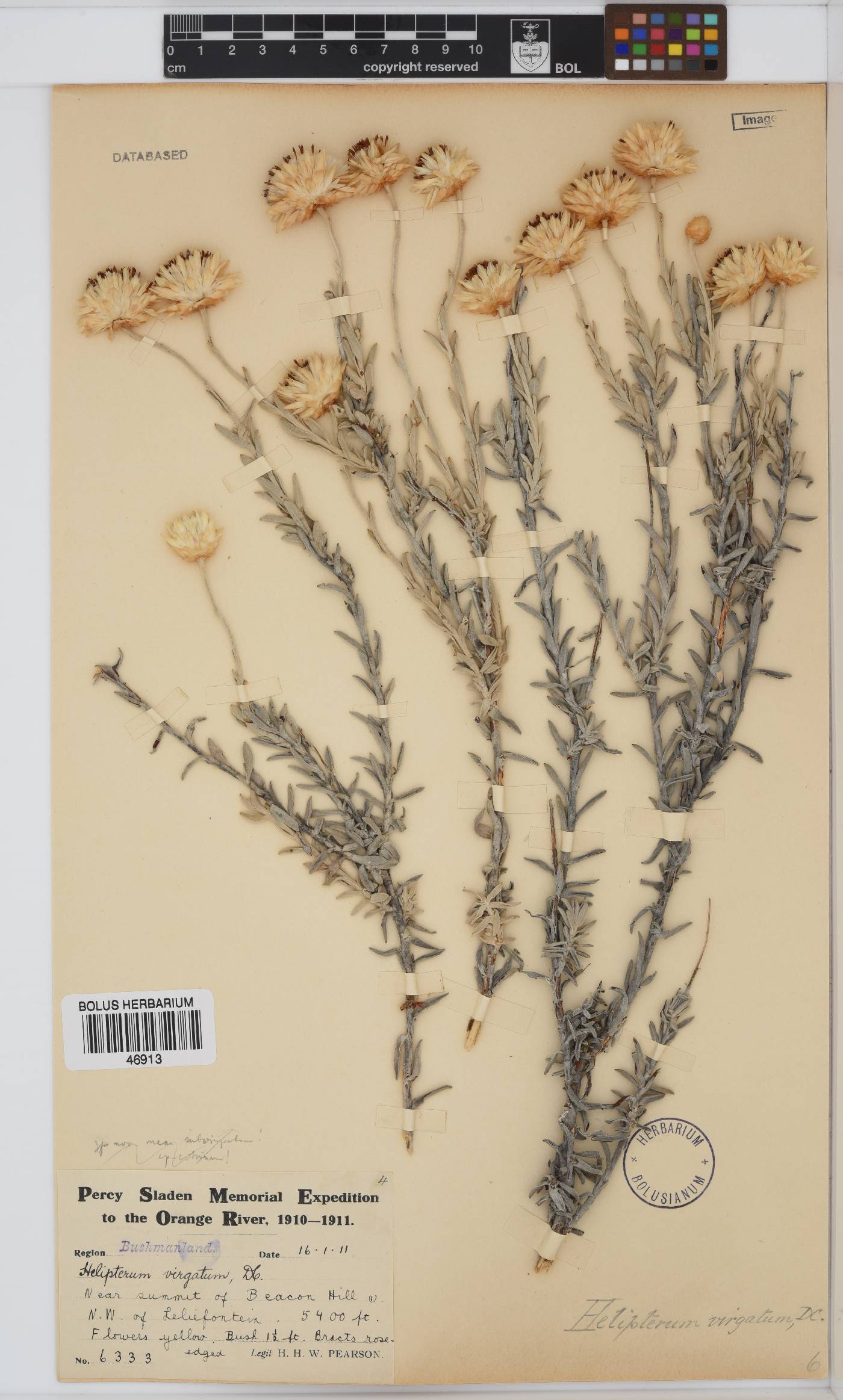 Syncarpha virgata image