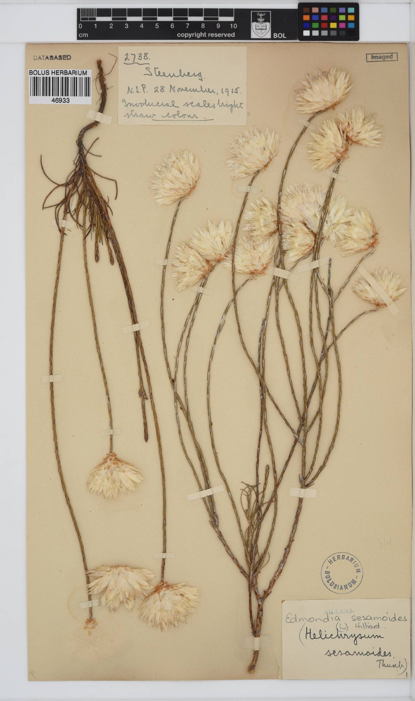 Edmondia sesamoides image