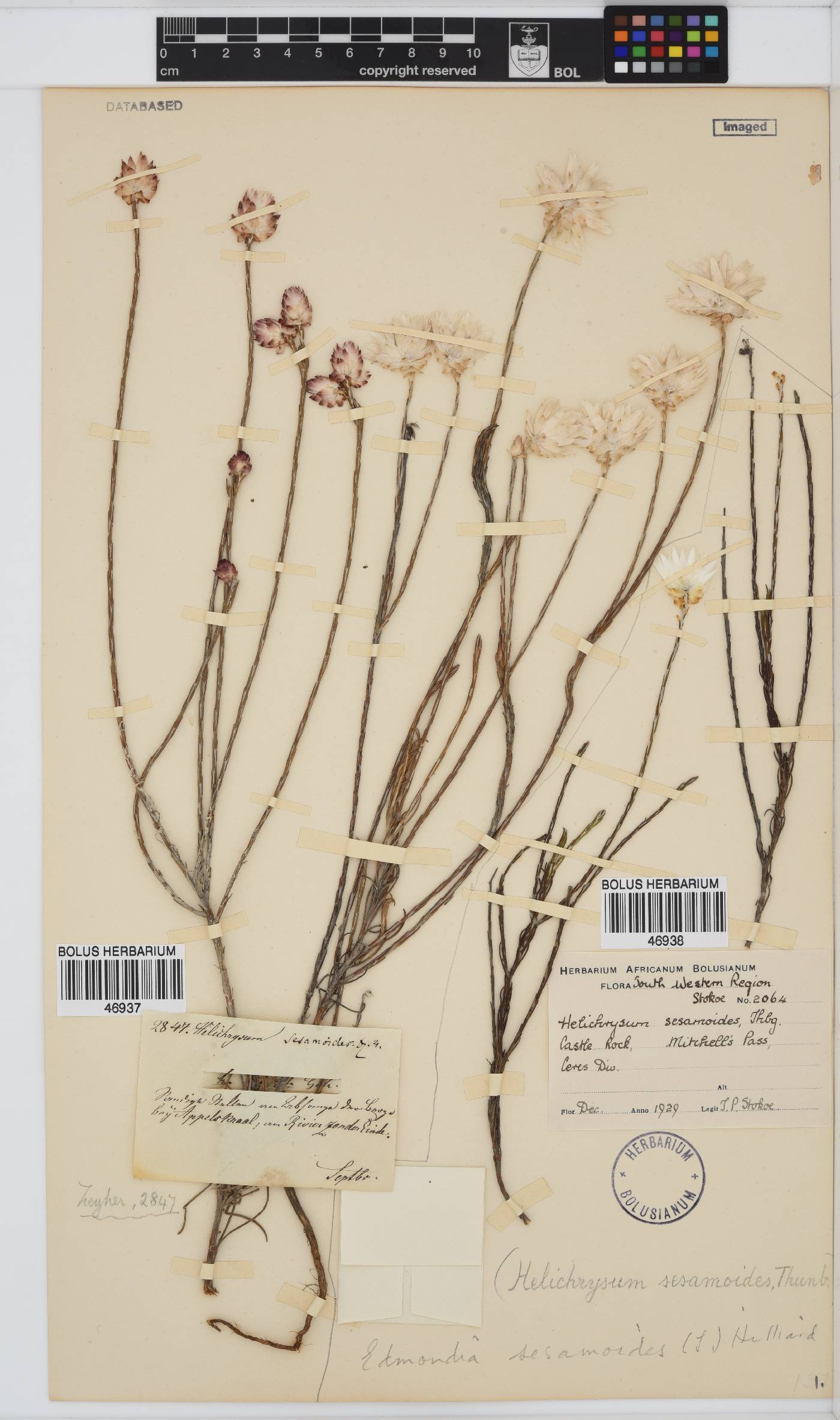 Edmondia sesamoides image