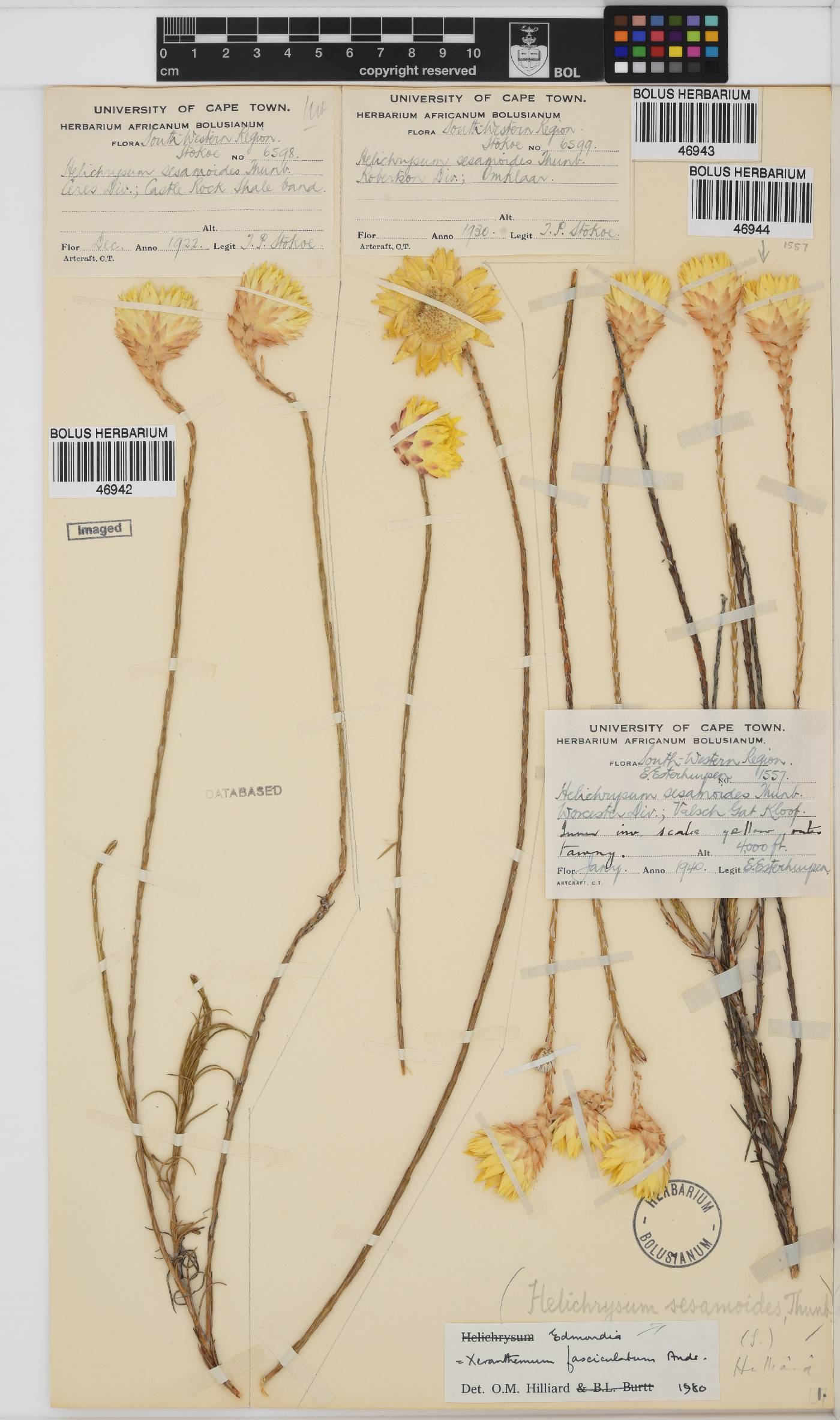 Edmondia sesamoides image