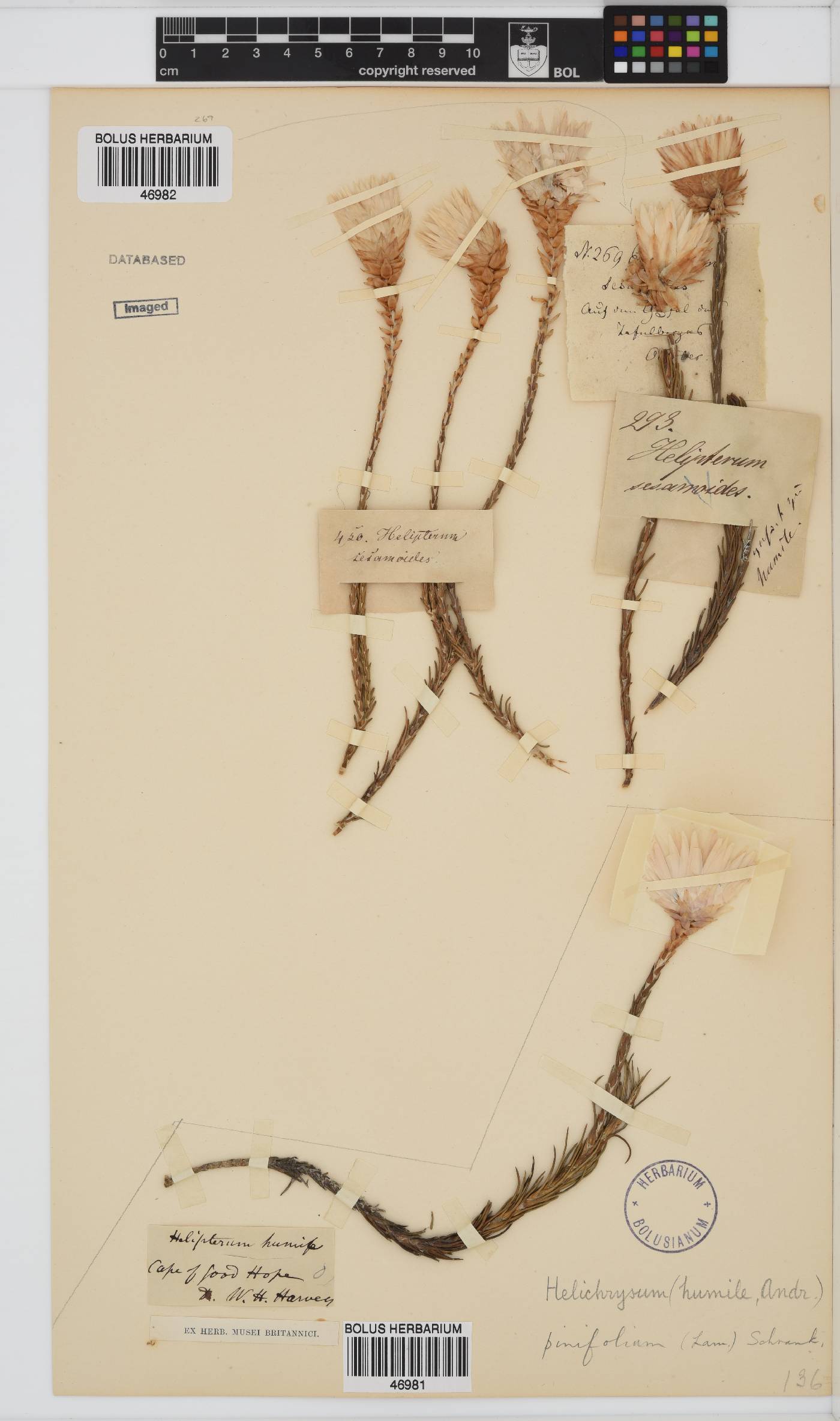 Edmondia pinifolia image
