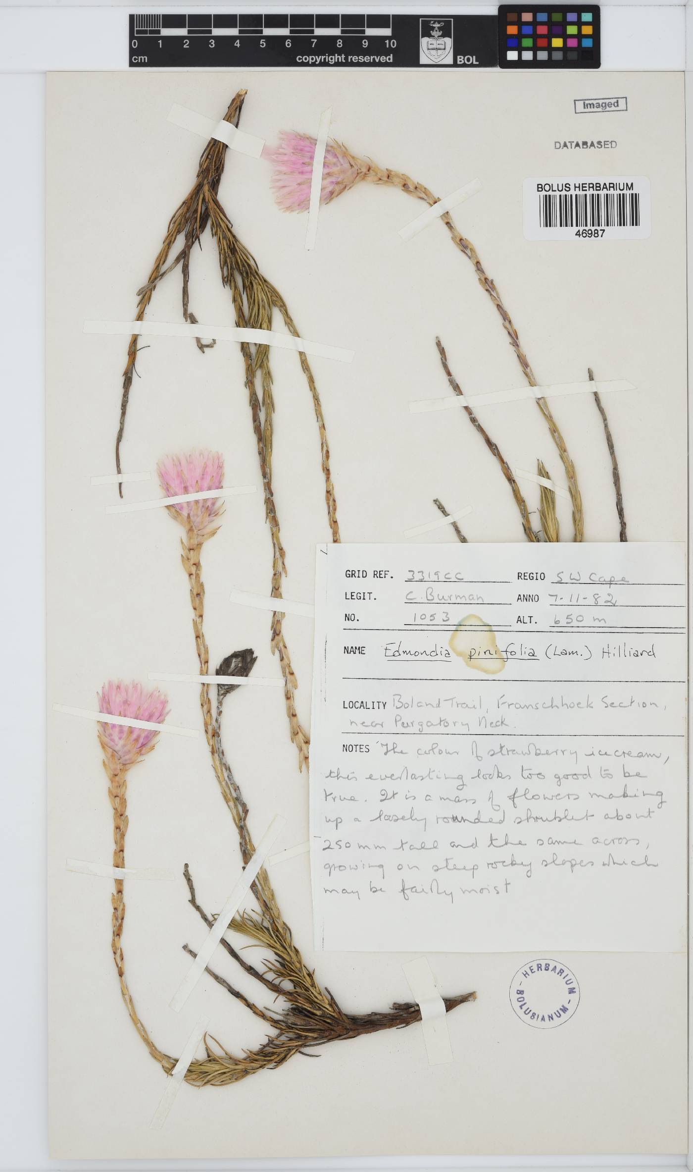 Edmondia pinifolia image