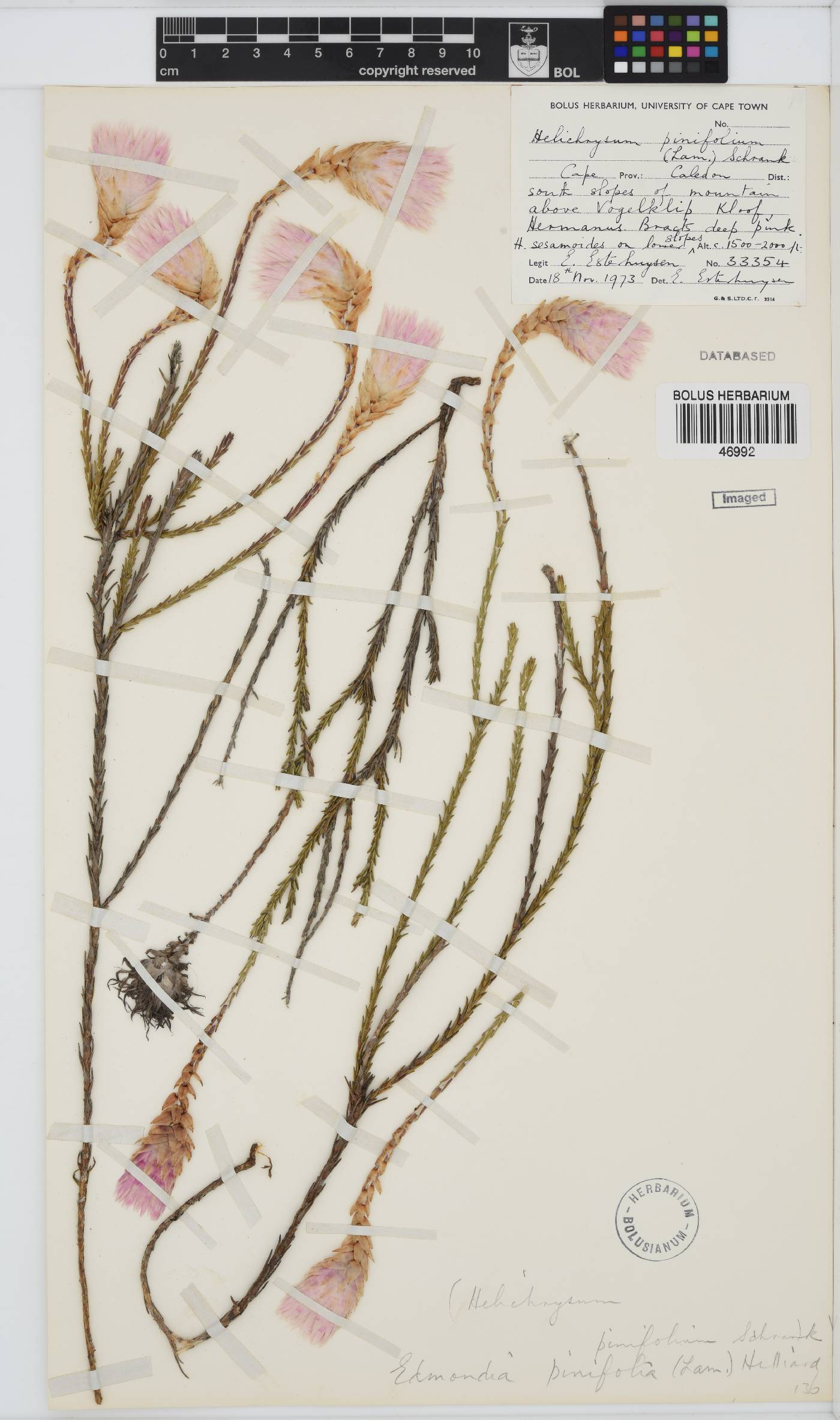 Edmondia pinifolia image