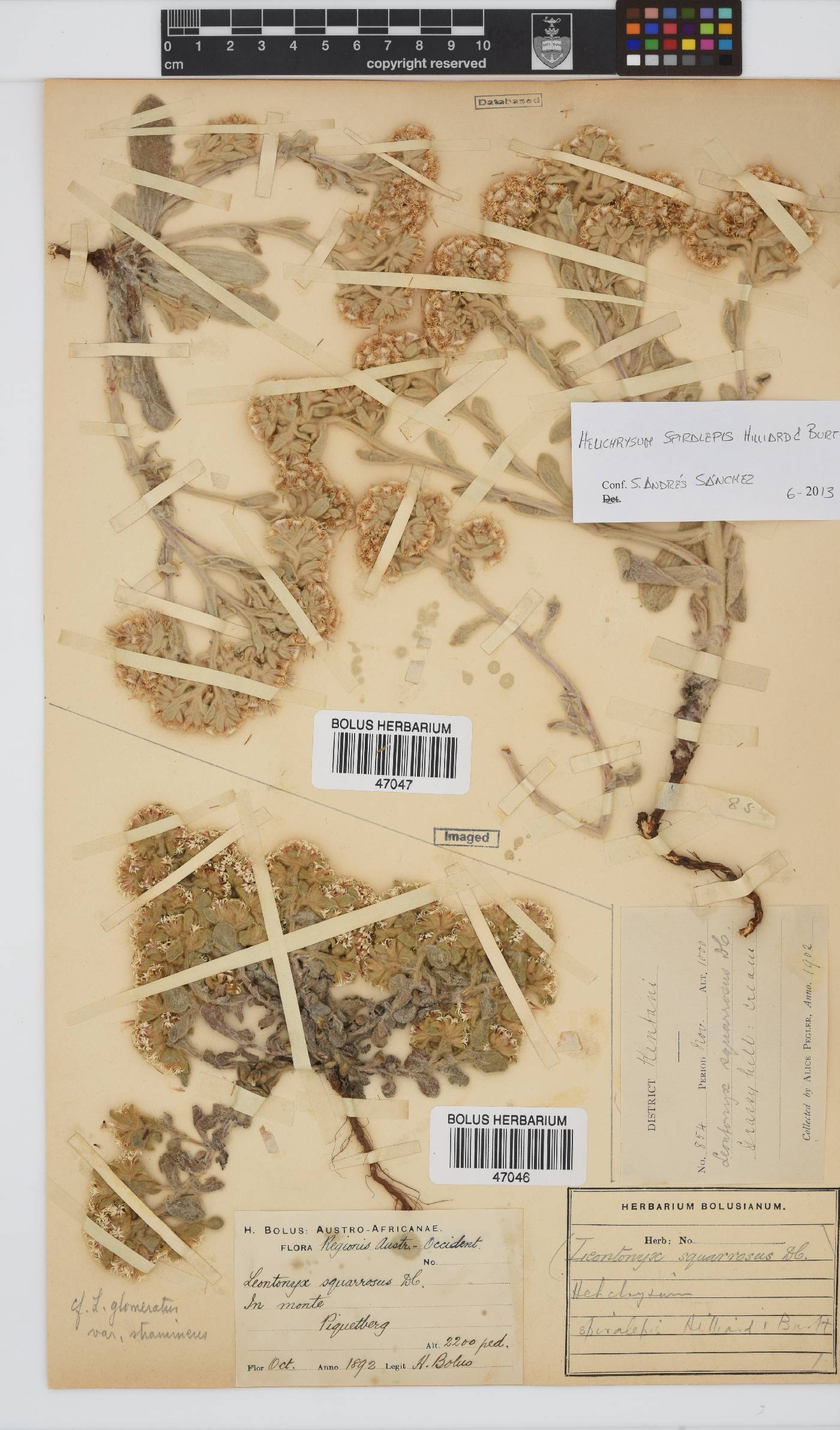 Helichrysum spiralepis image