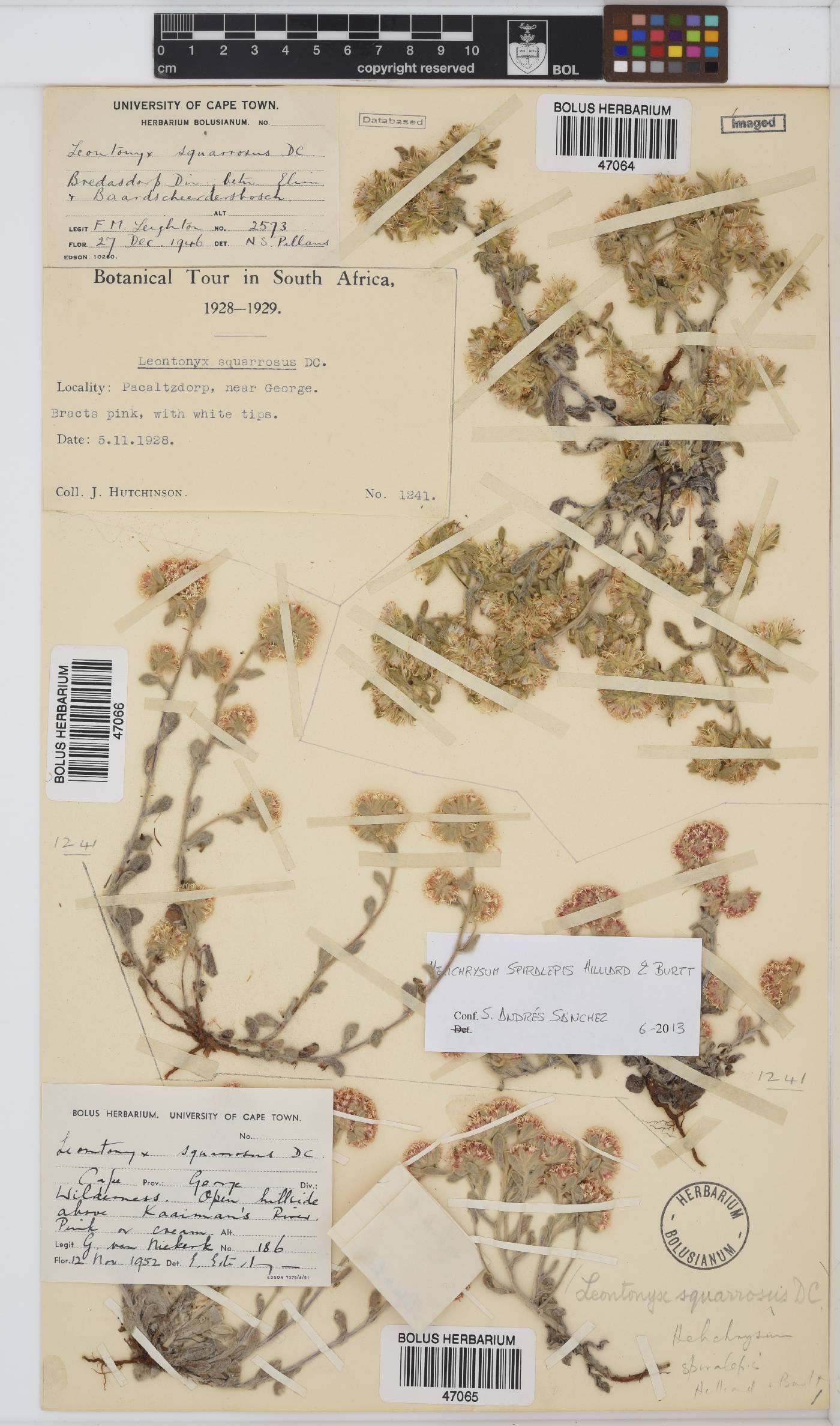 Helichrysum spiralepis image