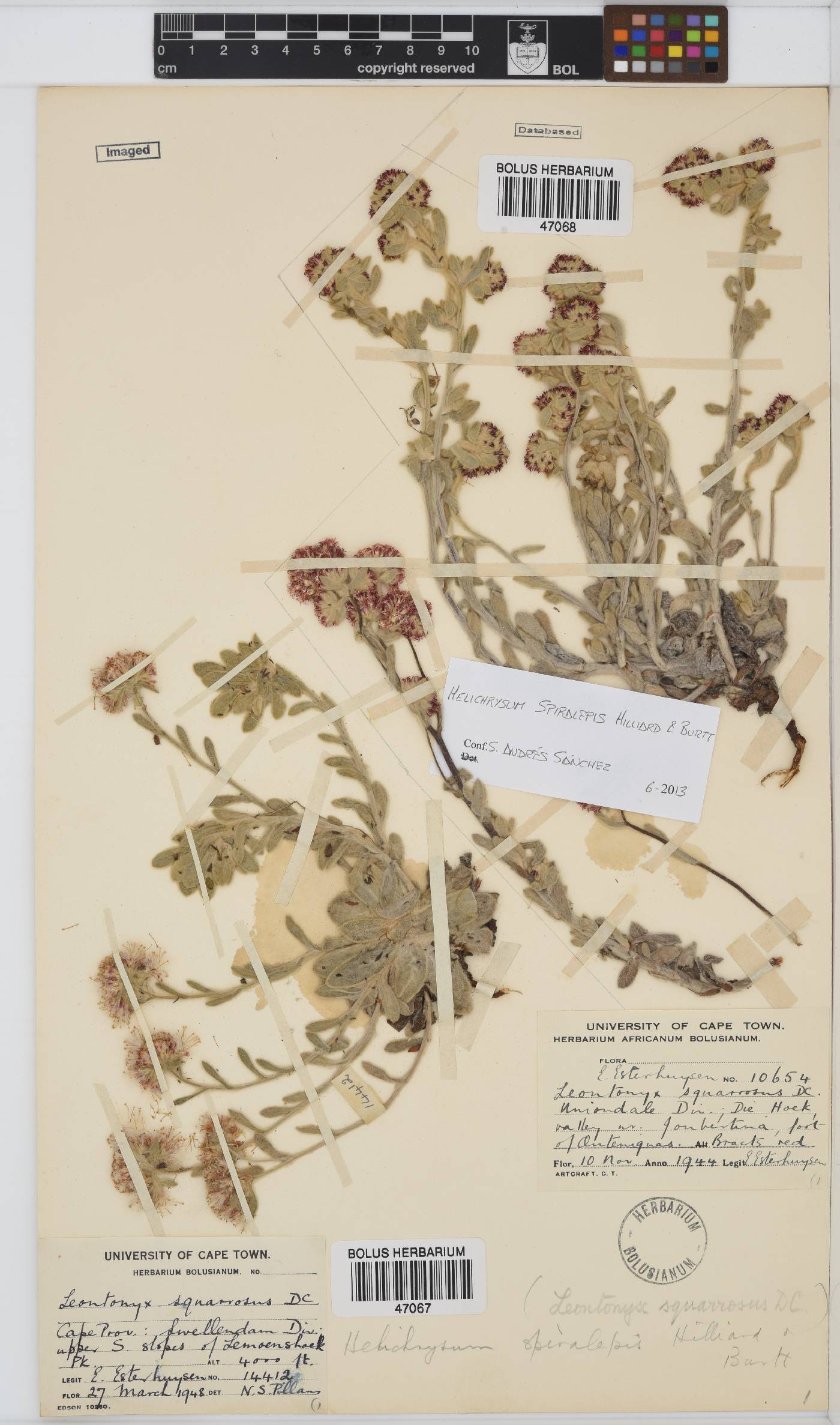 Helichrysum spiralepis image